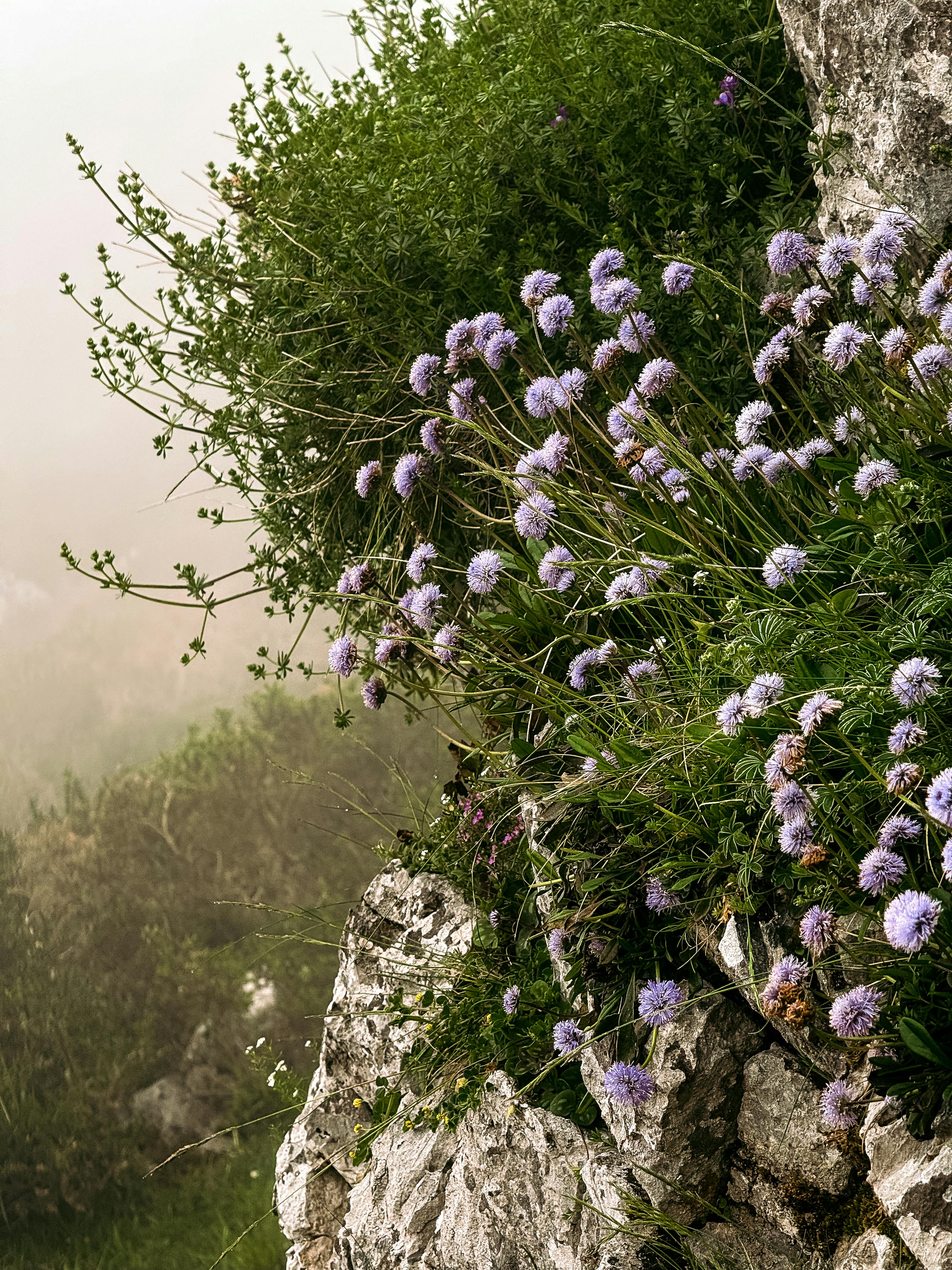 ฟรี ดอกไม้ป่าสีม่วงสวยงามกำลังบานสะพรั่งบนเนินเขาหินในเมืองโคบาดองกา ประเทศสเปน คลังภาพถ่าย