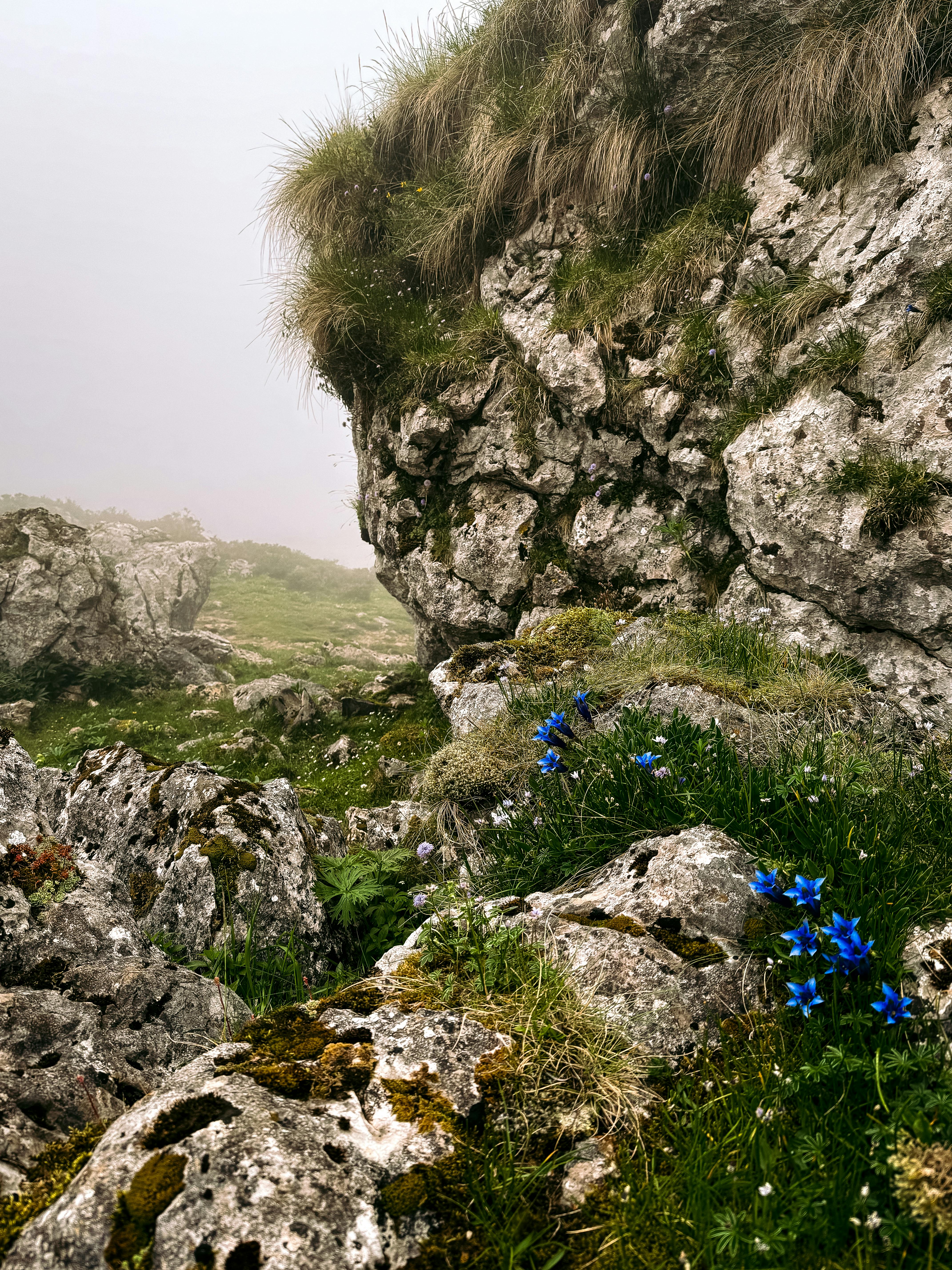 ฟรี ภาพทิวทัศน์ภูเขาที่ปกคลุมไปด้วยหมอกและดอกไม้ป่าสีฟ้าสดใส เผยให้เห็นความงามอันขรุขระของโคบาดองกา ประเทศสเปน คลังภาพถ่าย