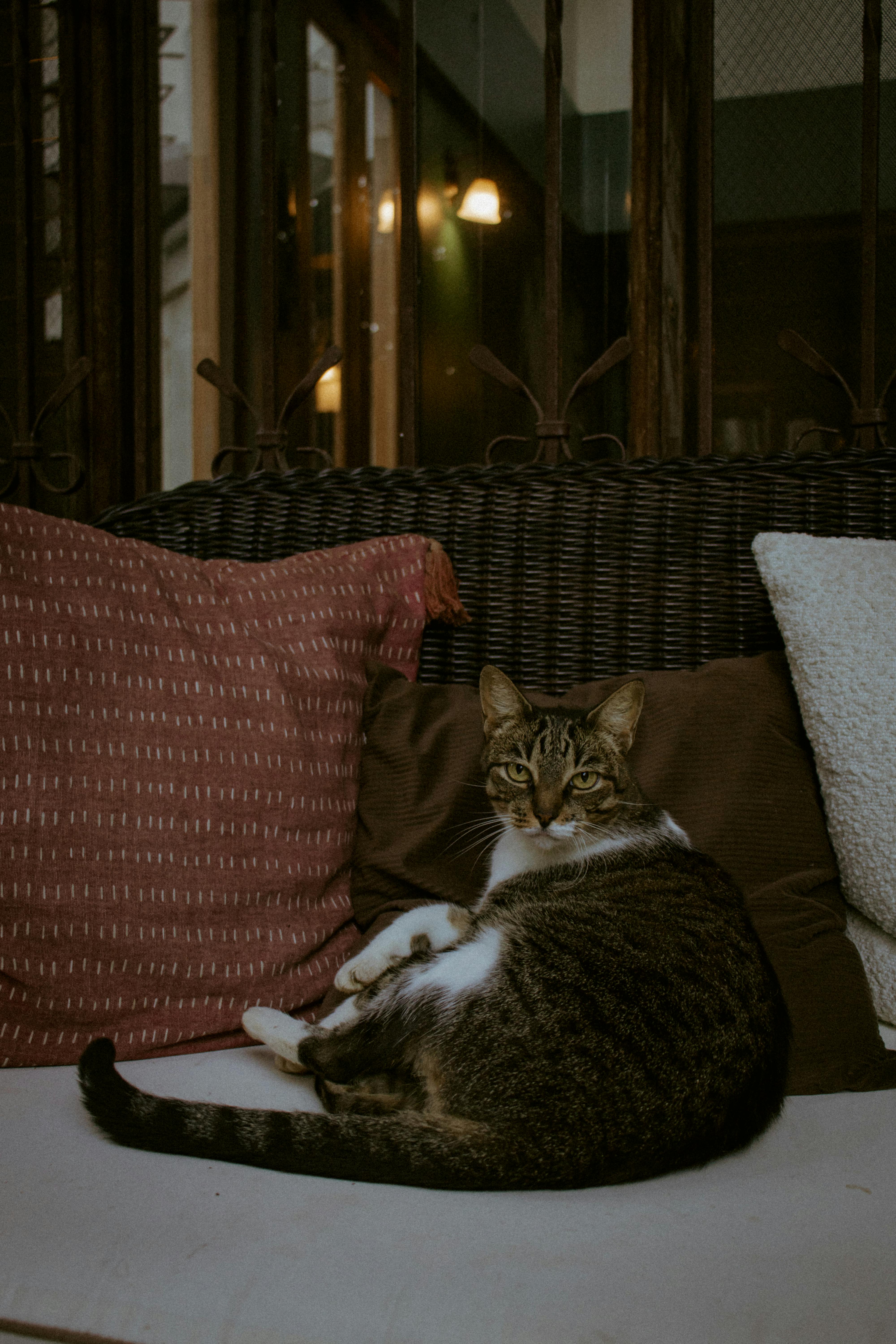 Gratis Un gatto domestico rilassato si rilassa su un comodo cuscino in casa in Costa Rica. Foto a disposizione