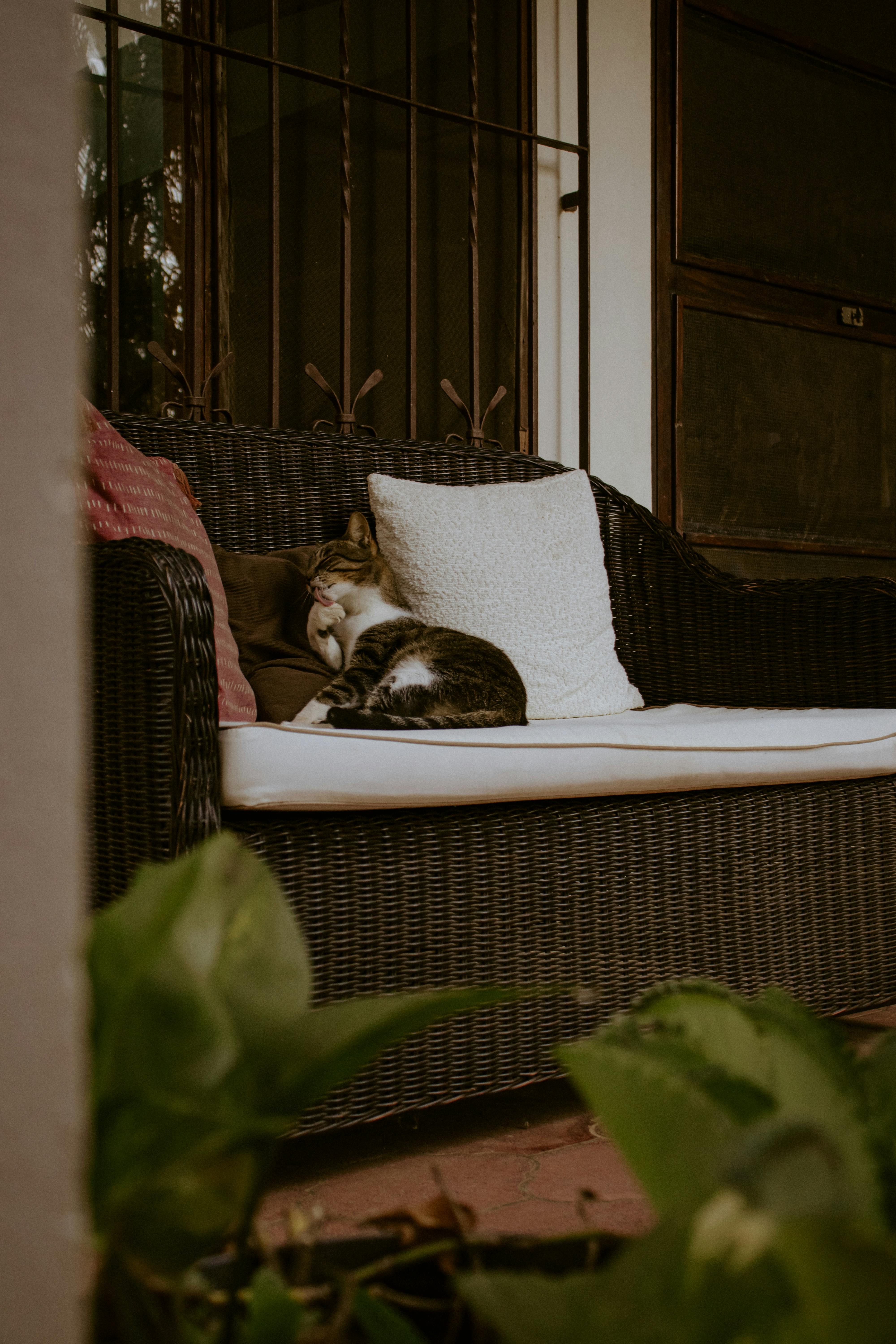 Gratis Immagine gratuita di accogliente, ambiente affascinante, ambiente calmo Foto a disposizione