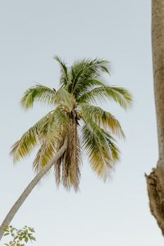 View of lush palm trees under a clear sky in Costa Rica. Perfect tropical scenery for travel enthusiasts.