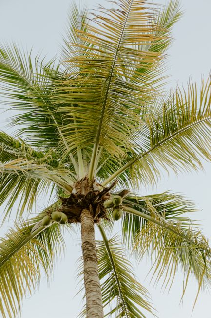 A lush coconut palm tree reaches towards the sky, set against the clear daylight in Costa Rica.