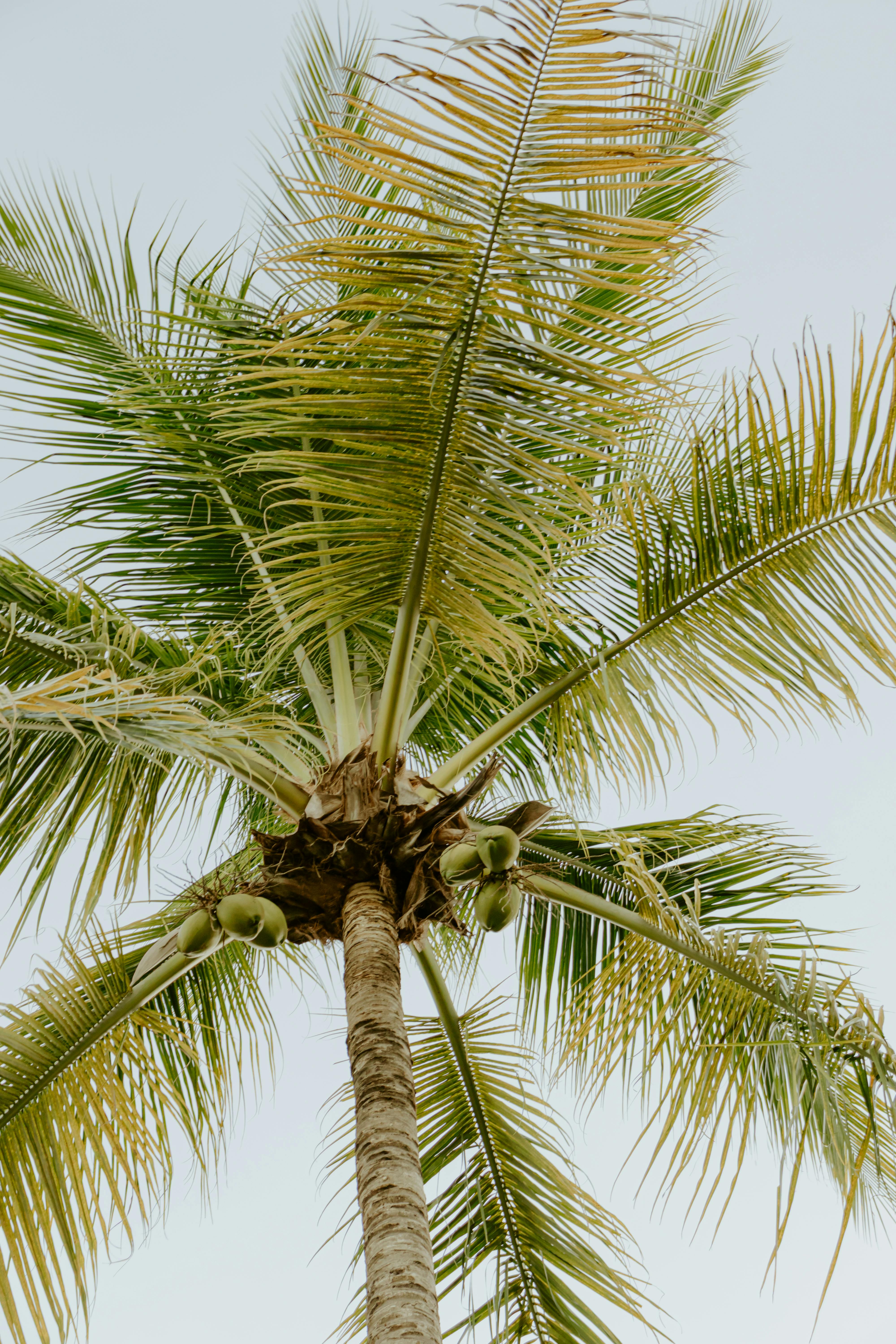 Gratis En frodig kokospalme rækker mod himlen, sat op mod det klare dagslys i Costa Rica. Lagerfoto