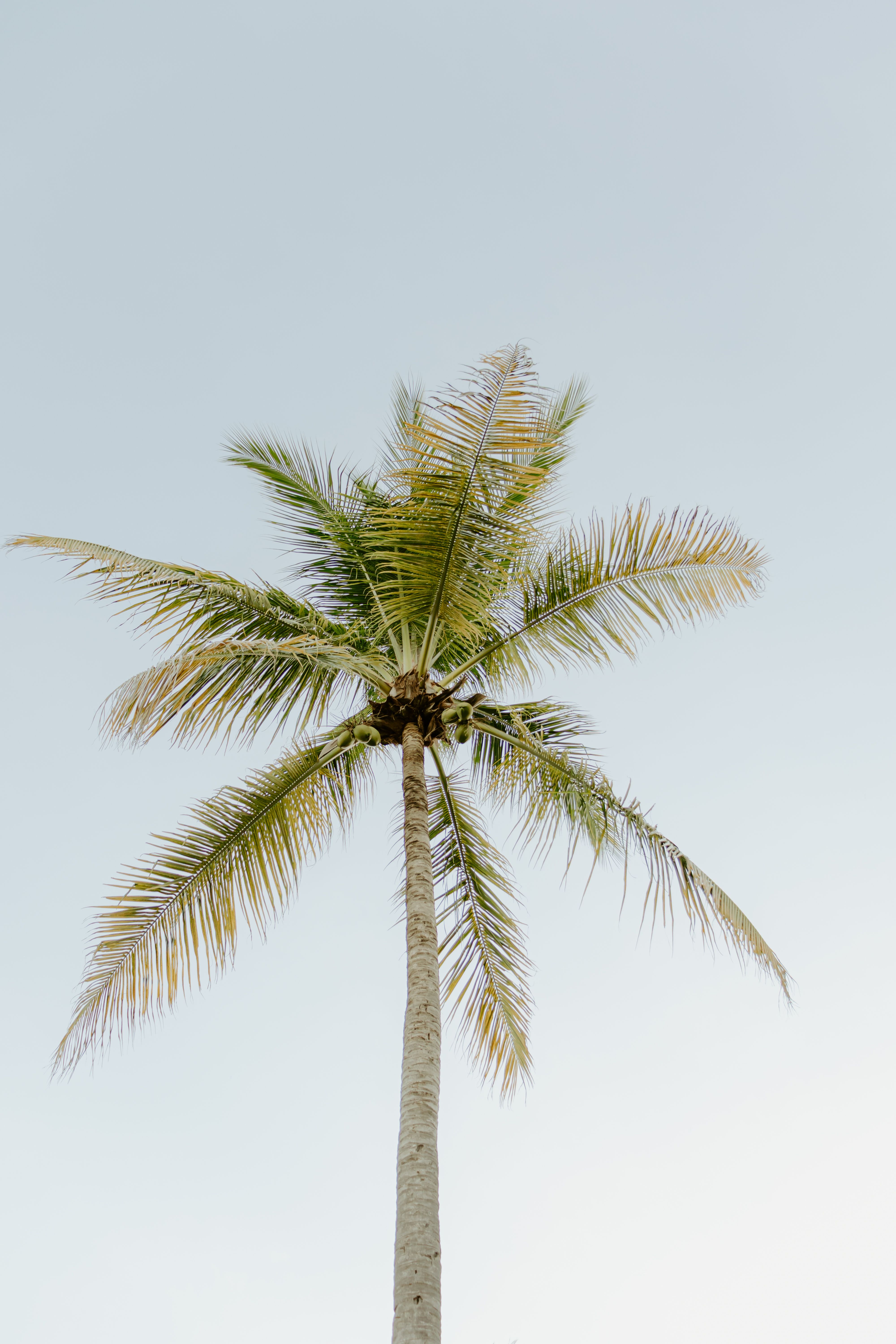 A tall coconut palm tree set against a clear blue sky in Costa Rica, creating a serene tropical feel.