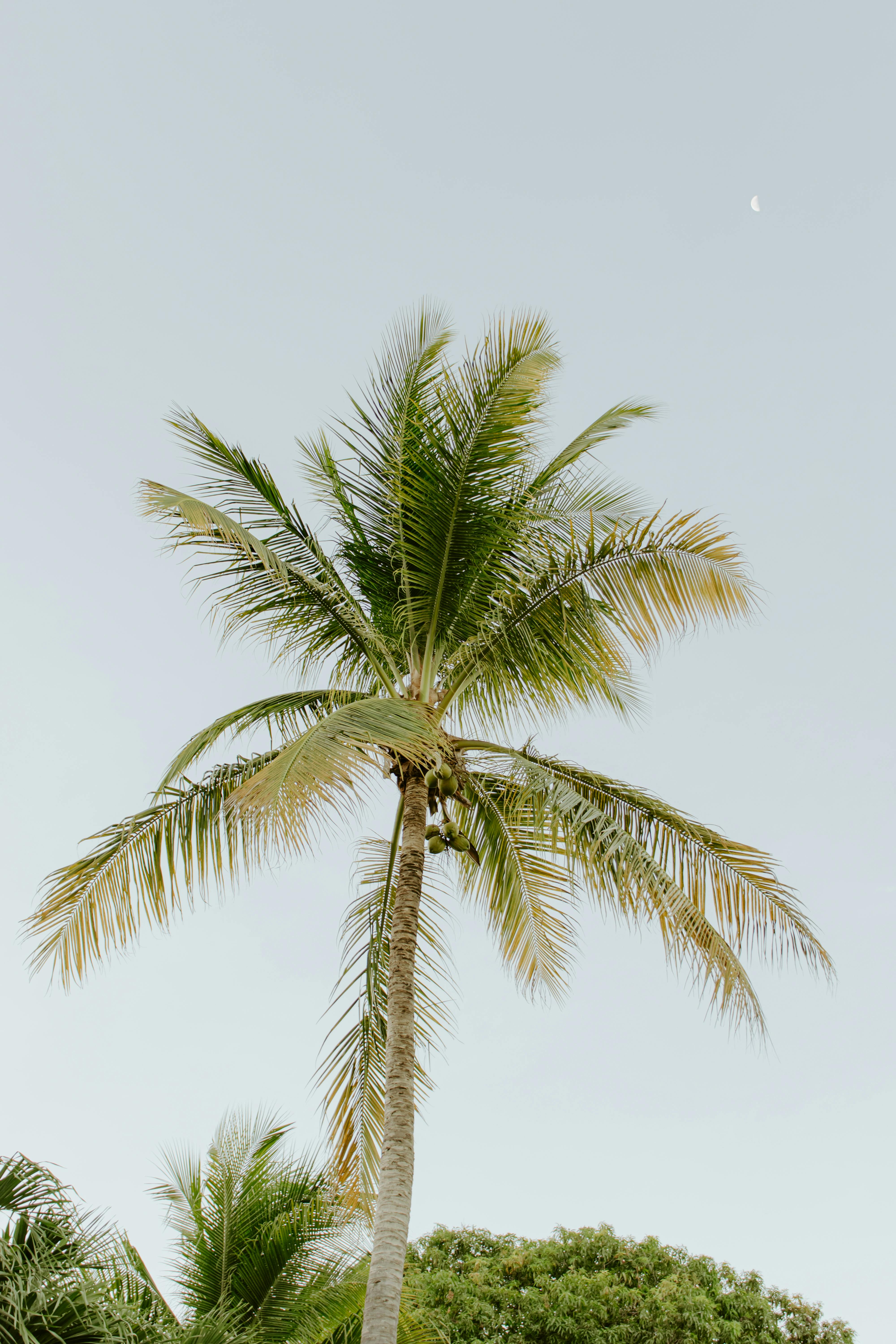 Kostnadsfria En frodig palm står högt mot en klar himmel med en synlig måne i Costa Rica. Stock foto