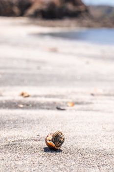 Close-up of a hermit crab on a sandy beach in Costa Rica with a blurred ocean background.