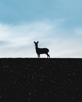Silhouette of a deer standing gracefully on a hill against a serene sky.