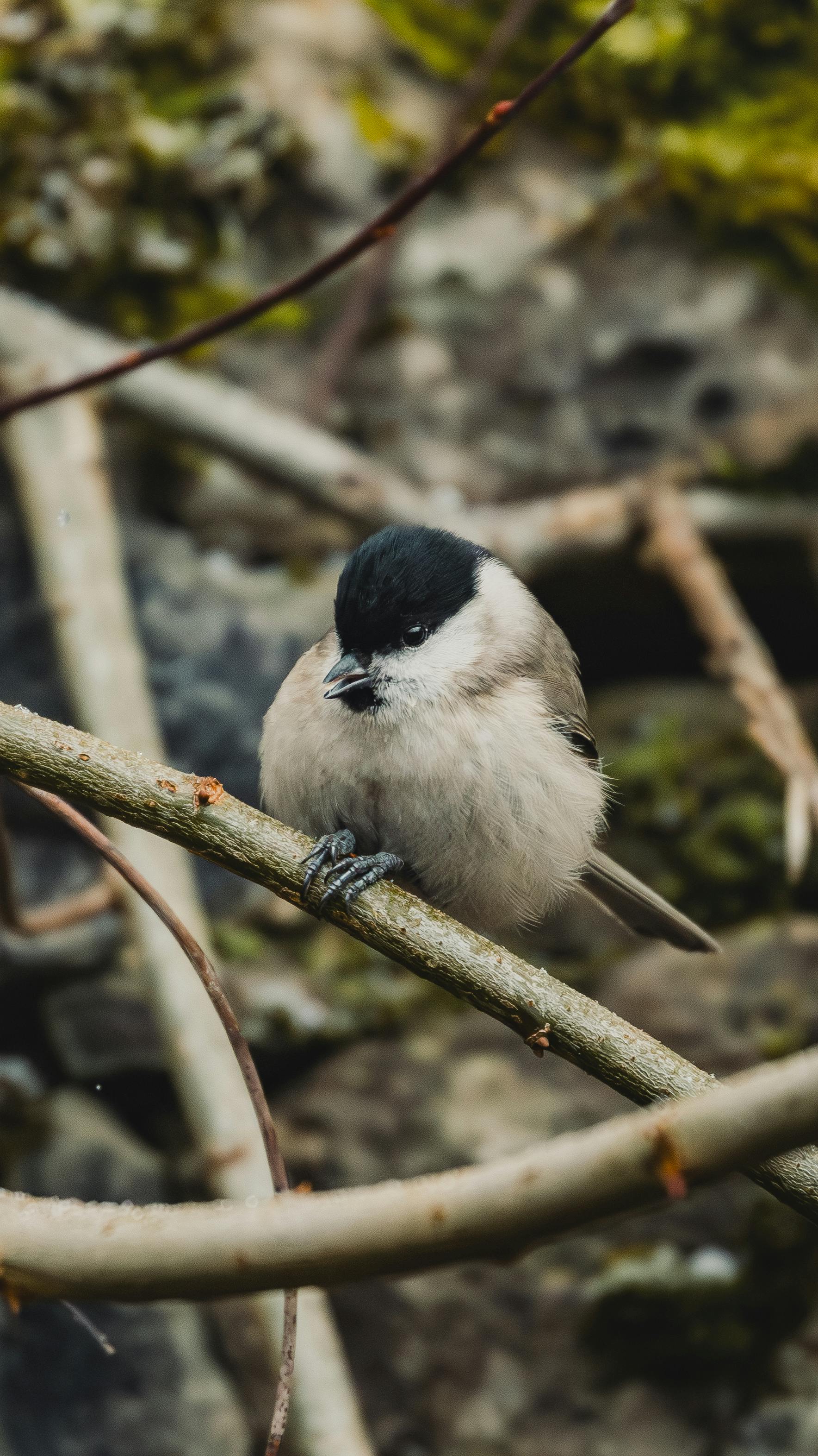ฟรี นกติ๊ดหนองน้ำเกาะอยู่บนกิ่งไม้ ถ่ายภาพในสภาพแวดล้อมทางธรรมชาติในเวลากลางวัน คลังภาพถ่าย