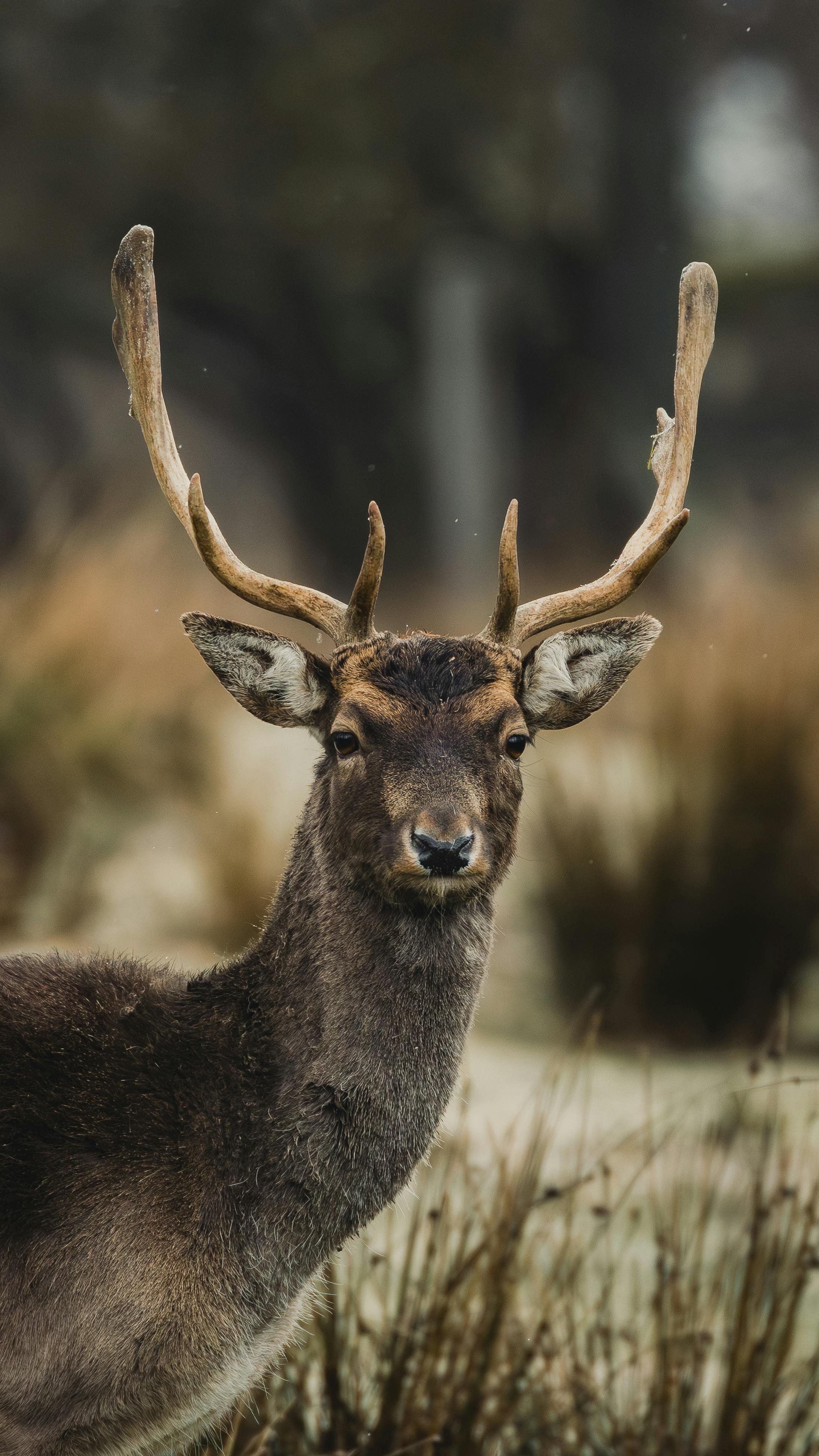 grátis Retrato em close-up de um majestoso veado com grandes chifres em um ambiente natural. Foto profissional