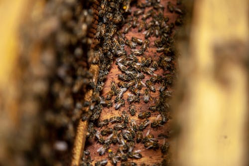 Free Honey Bees Swarm Stock Photo