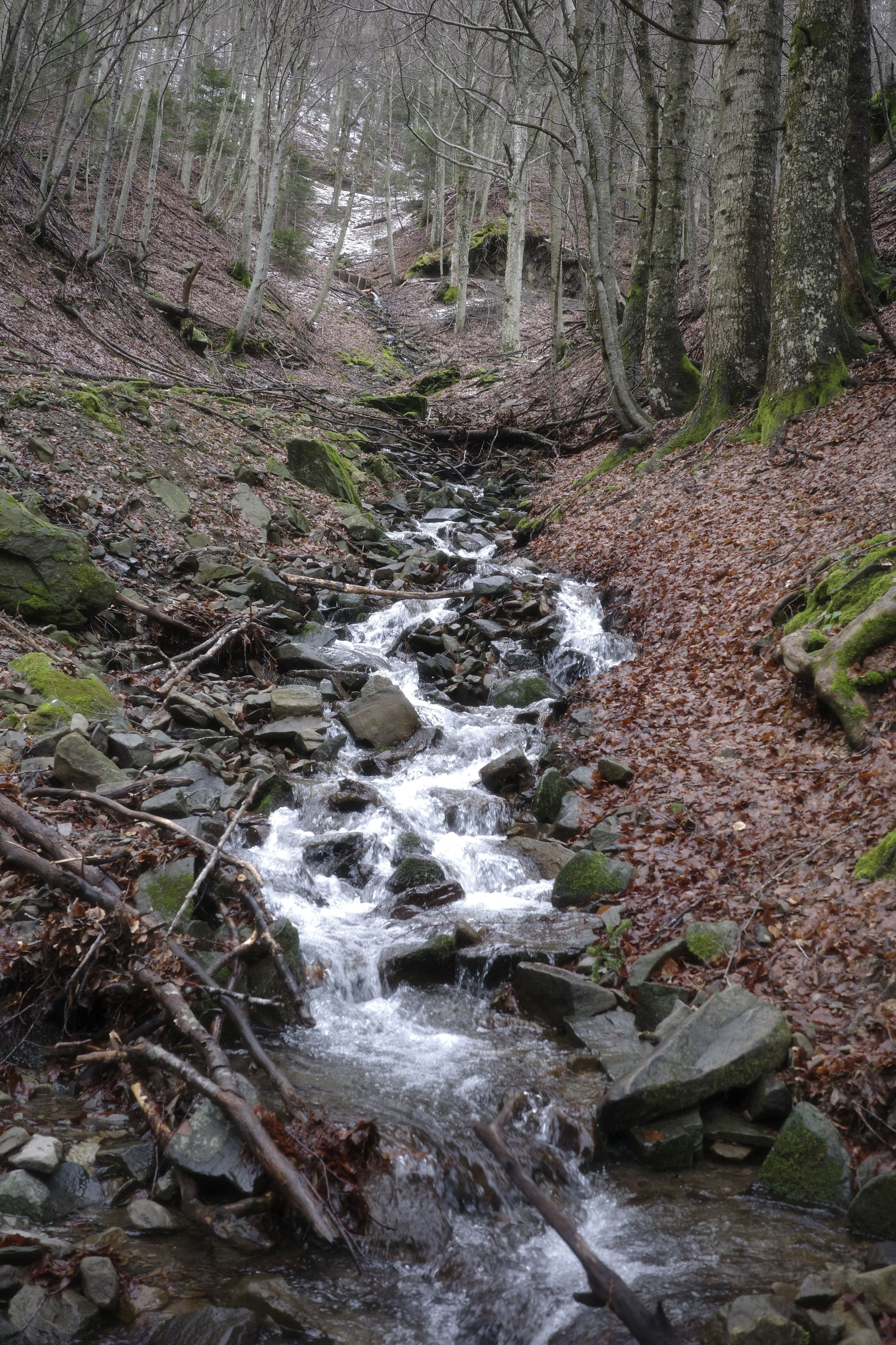 Serene forest stream flows through rocky terrain, surrounded by bare trees in early spring.