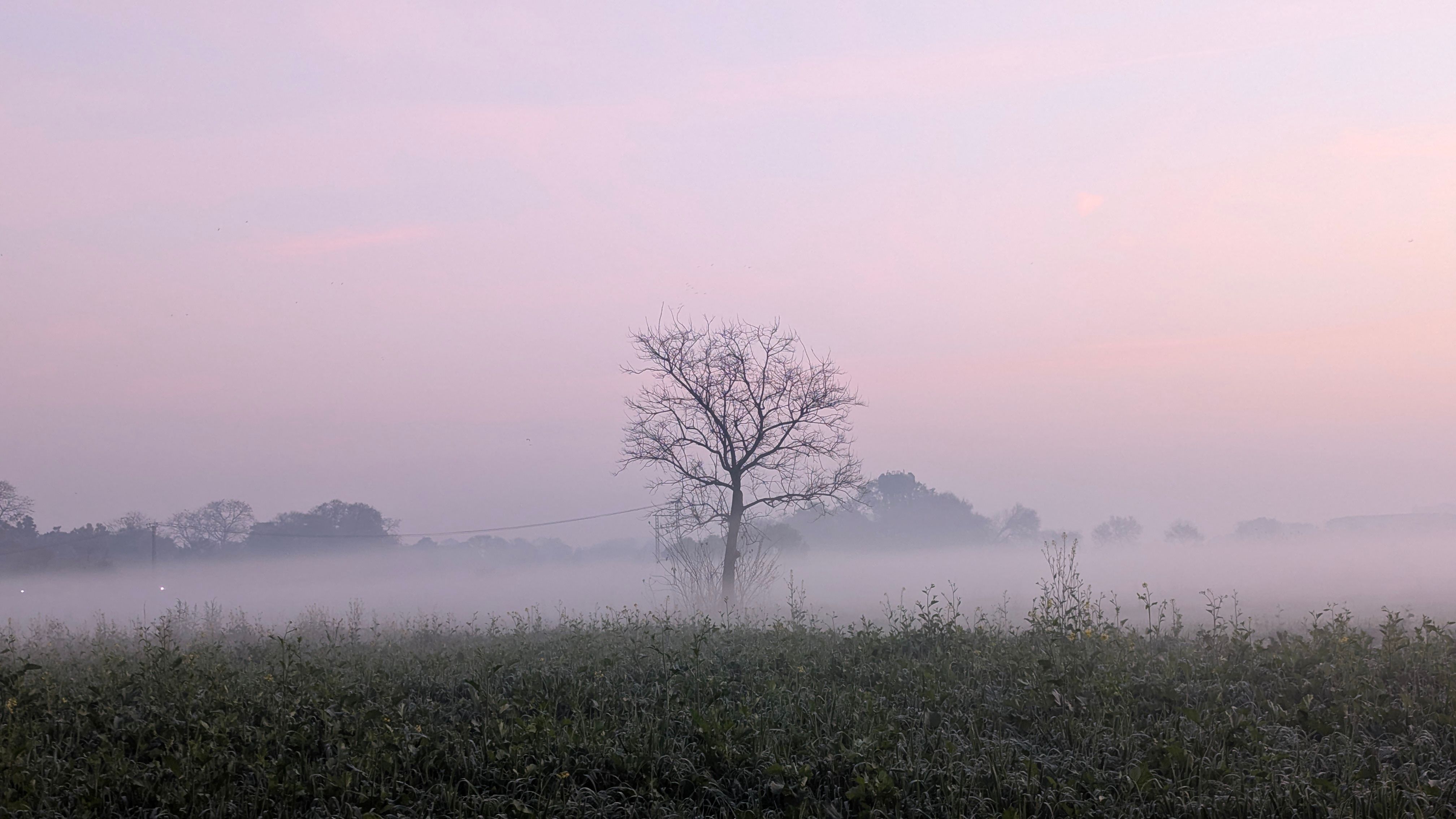 Serene Misty Landscape with Lone Tree at Dawn · Free Stock Photo