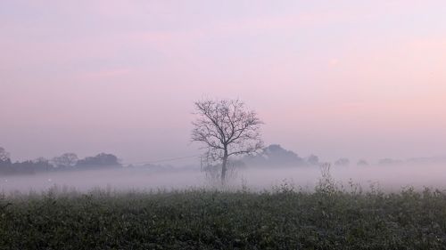 Free Tranquil morning scene with a lone tree amidst mist and a pastel sky. Stock Photo
