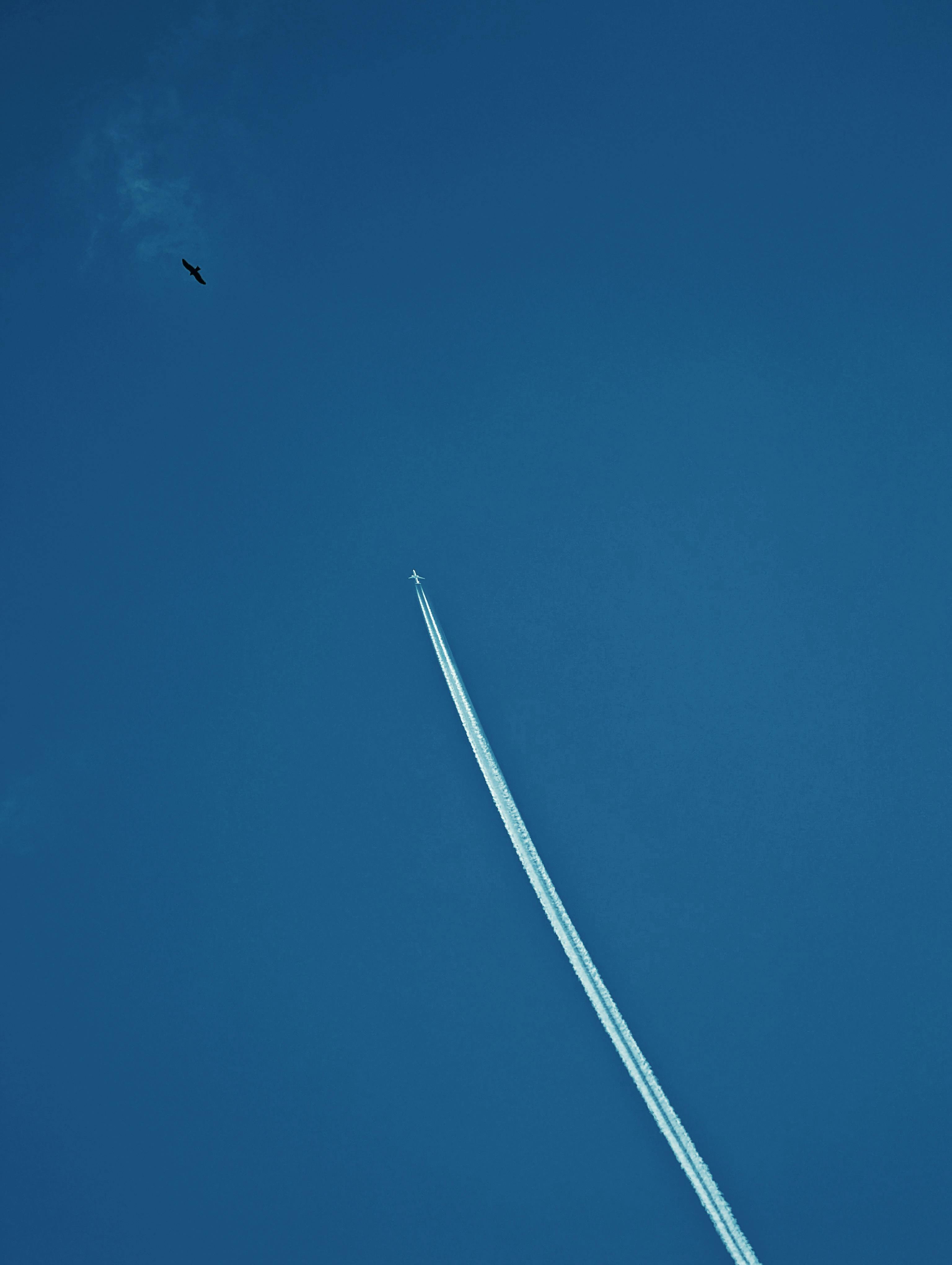 Gratuit Un avion cu reacție zboară sus pe un cer albastru senin, lăsând în urmă o dâră de vapori, cu o pasăre în apropiere. Fotografie de stoc