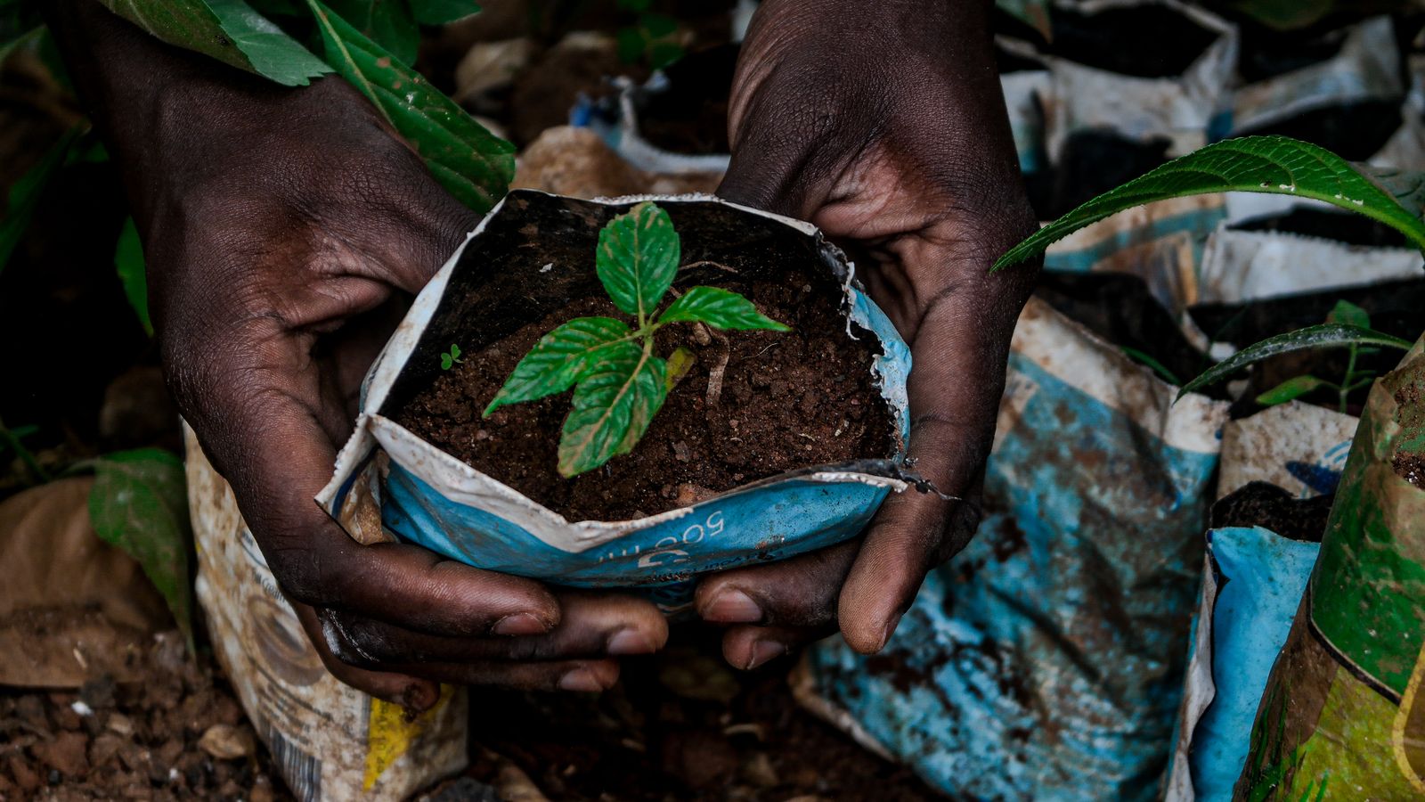 Close-up of hands nurturing a tree sapling in Uganda