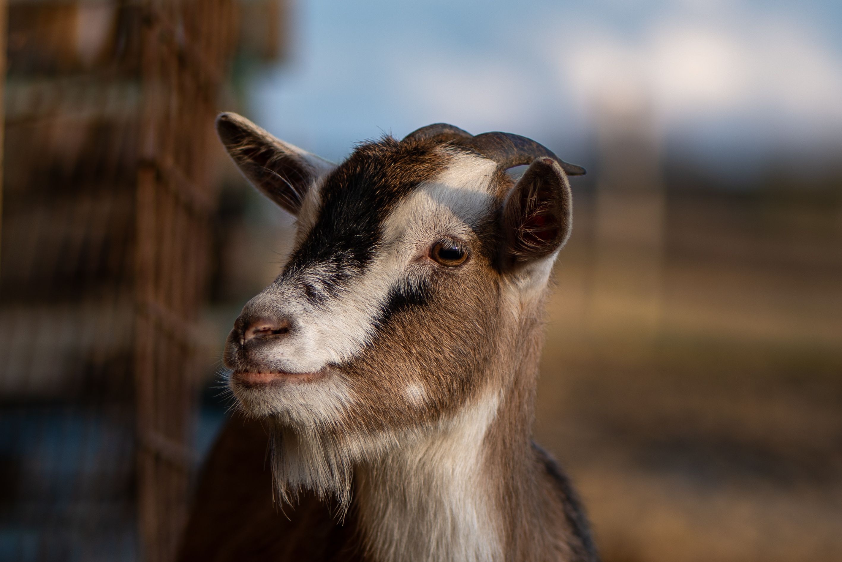 Portrait of a goat at a veterinary clinic