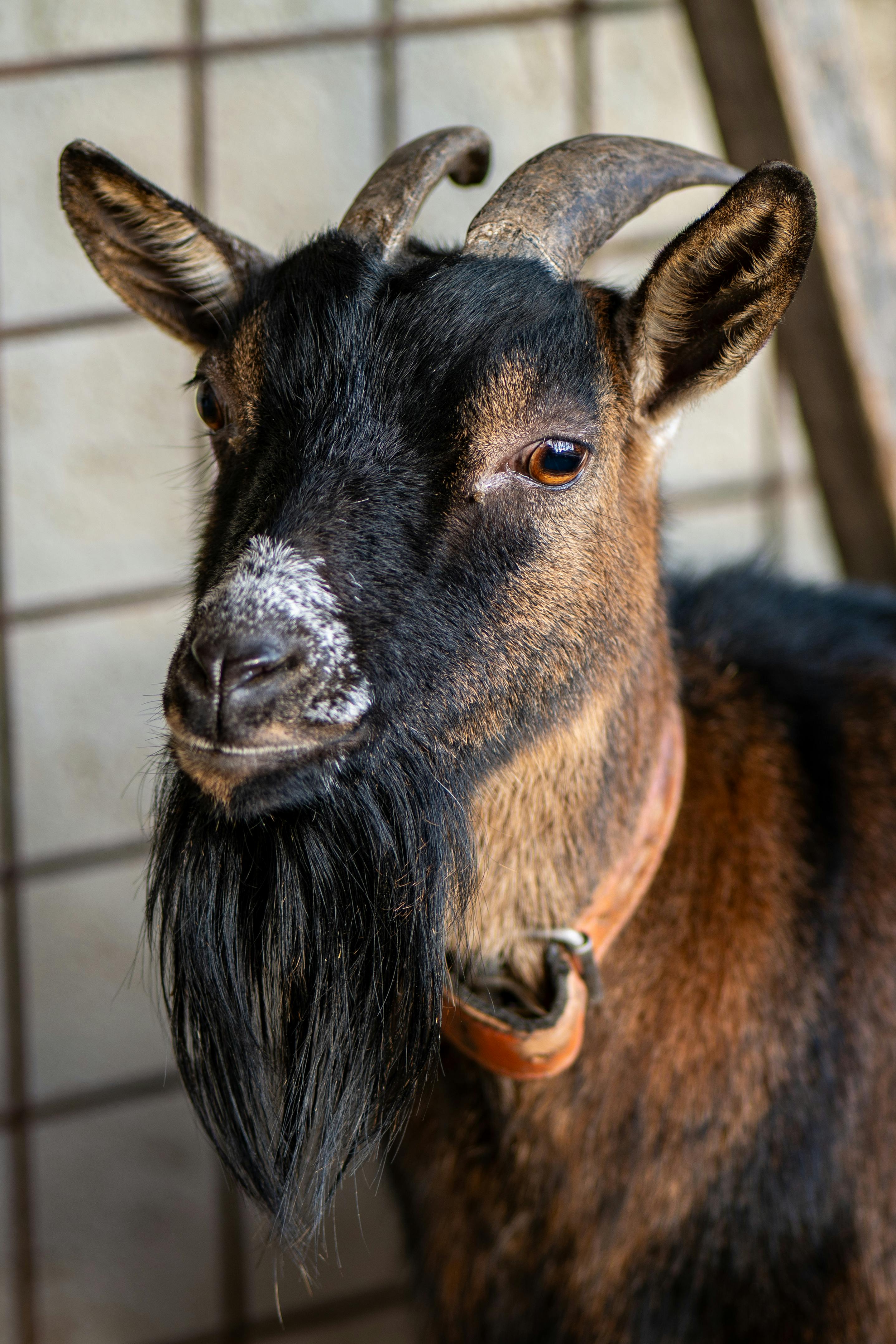 Gratuit Portrait détaillé d'une chèvre à longue barbe, pris dans une grange. Photos