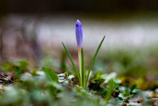 Close-up of a purple crocus flower emerging in a lush spring garden setting.