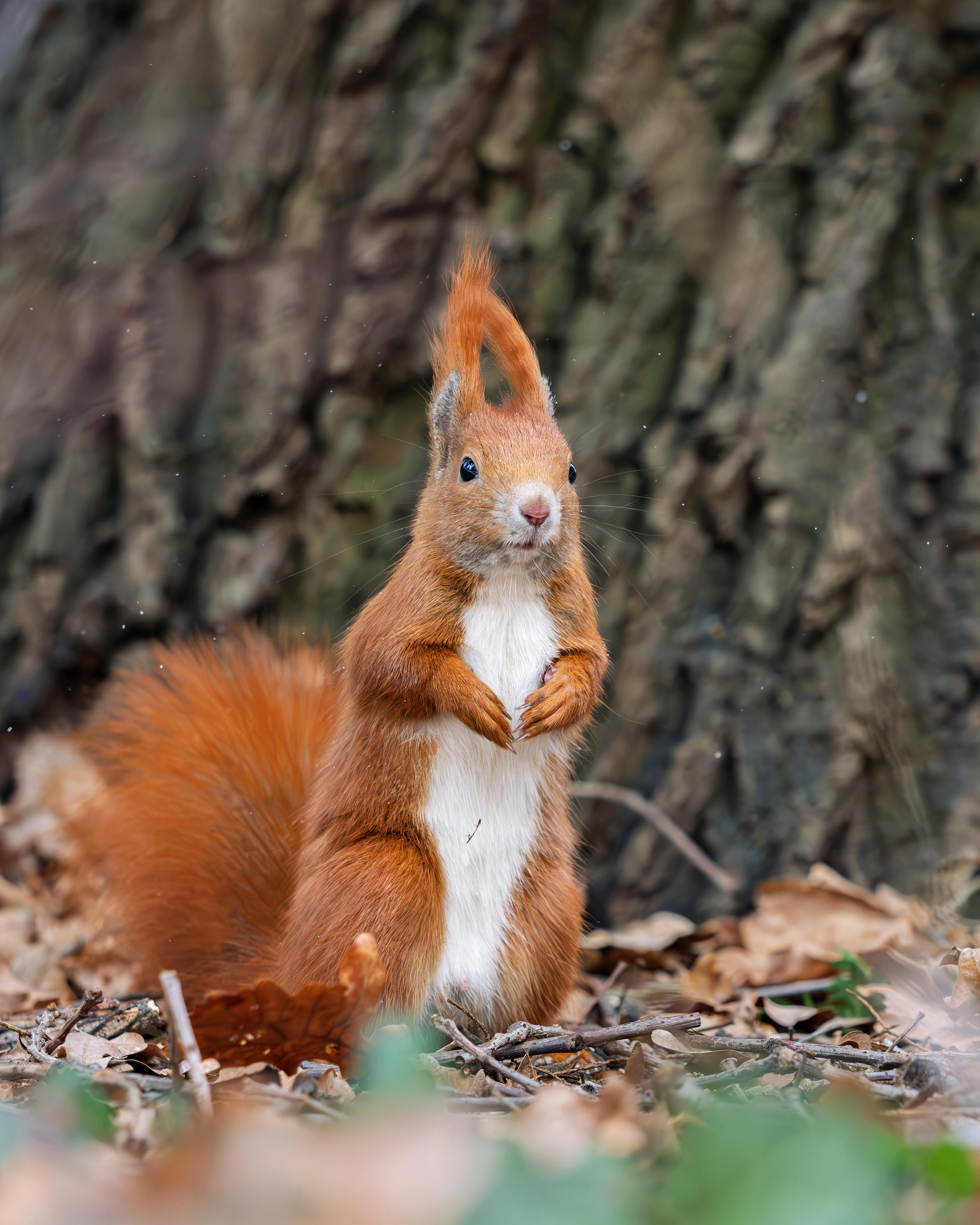 Gratis Immagine accattivante di uno scoiattolo rosso in piedi in una foresta di Berlino, che ne mette in mostra la bellezza naturale. Foto a disposizione