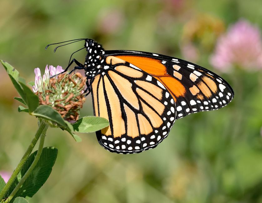 Monarch Butterfly Migration Gets High-Tech Upgrade: Your Smartphone Could Help Track Them