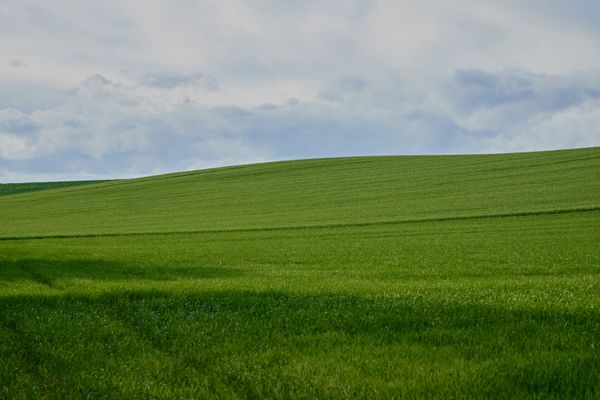 Lush Green Agricultural Field Under Cloudy Sky · Free Stock Photo