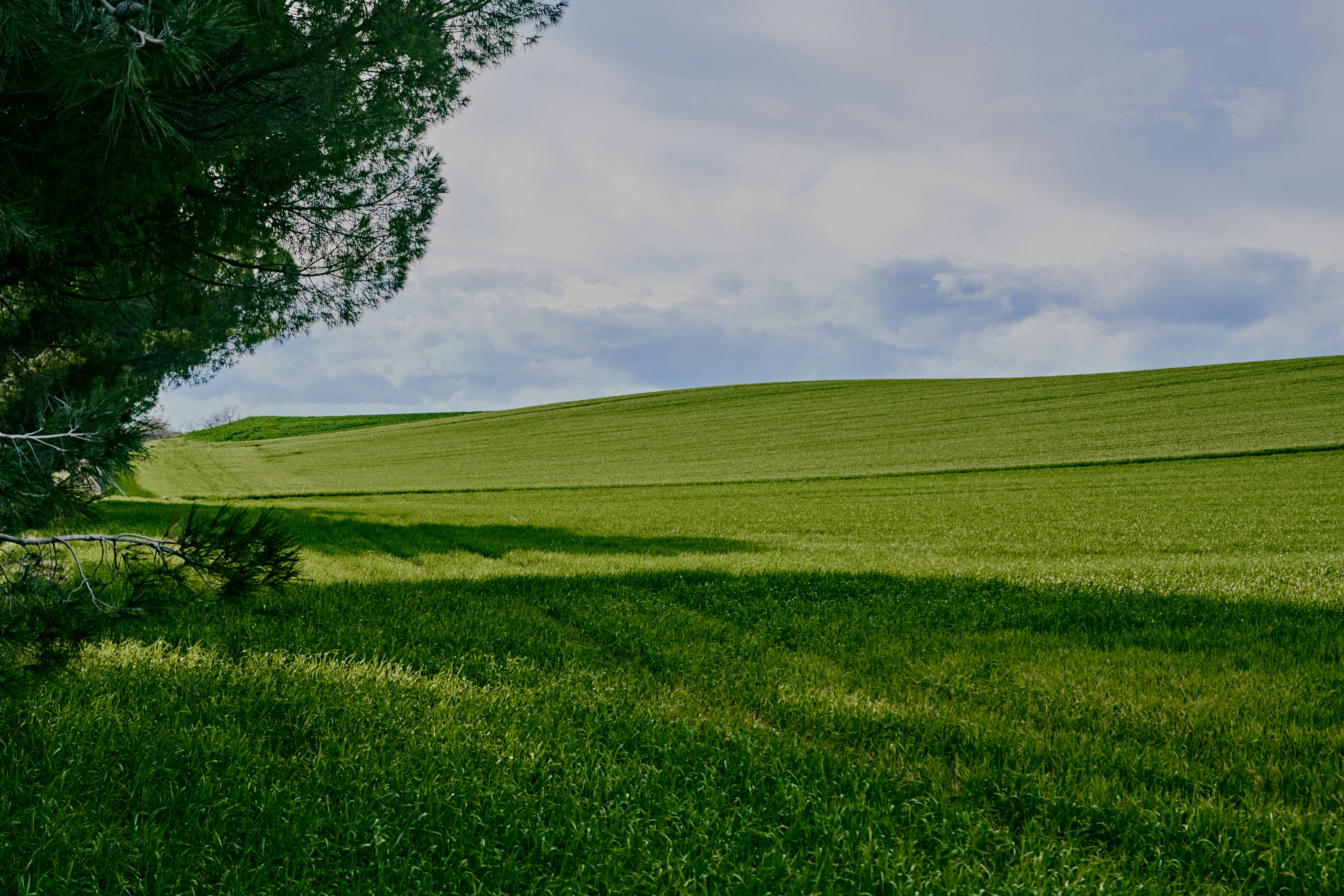 Kostenlos Weitläufige grüne Wiese mit saftigem Gras und einem Baum unter bewölktem Himmel, perfekt für Naturliebhaber. Stock-Foto
