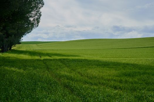 nature