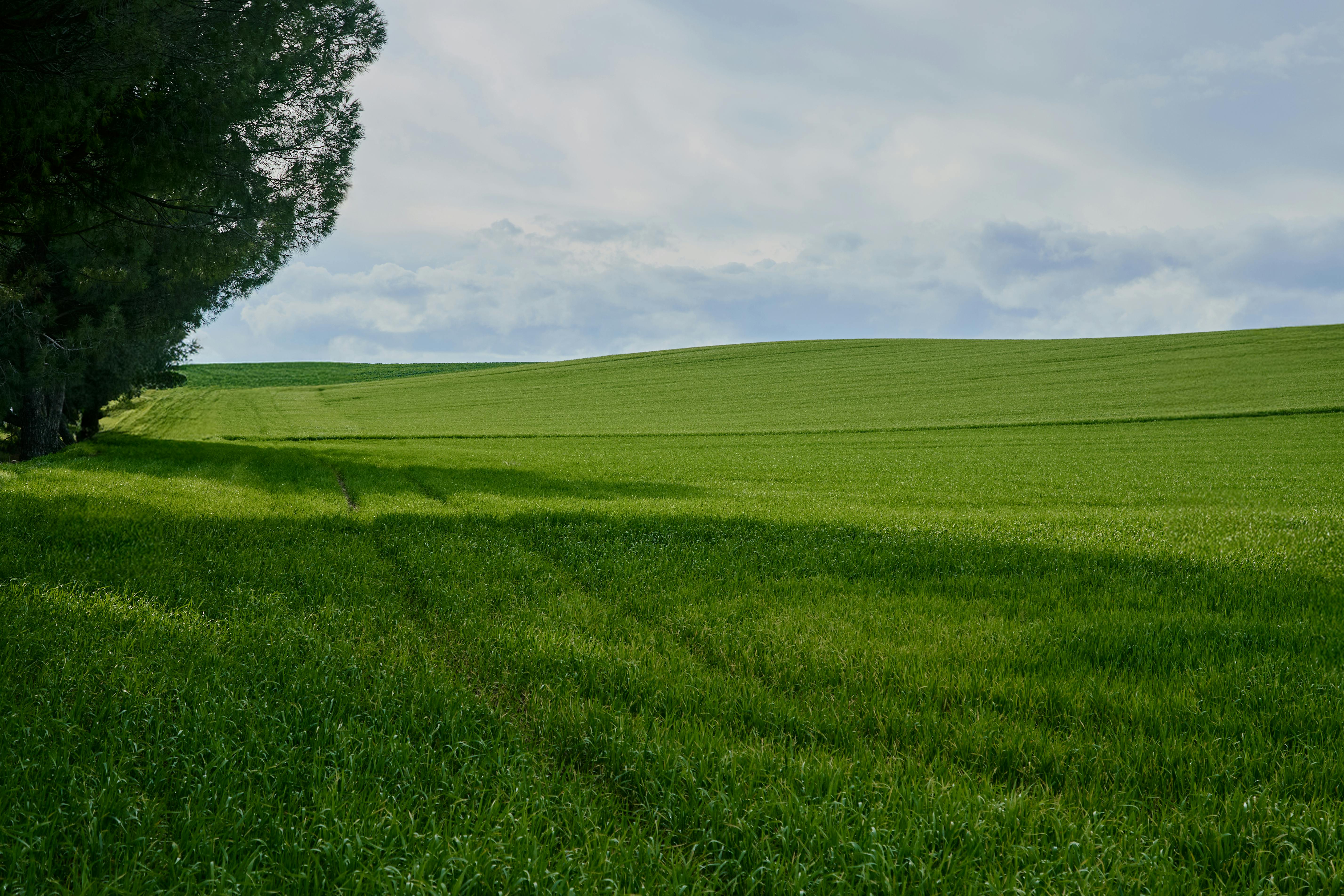 bezplatná Rozlehlé zelené pole se stíny pod zataženou oblohou vytvářející klidnou krajinnou scenérii. Základová fotografie