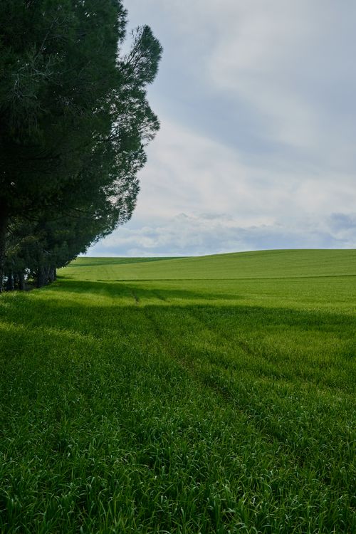 Free Expansive green field with a line of trees, offering a serene and natural landscape. Stock Photo