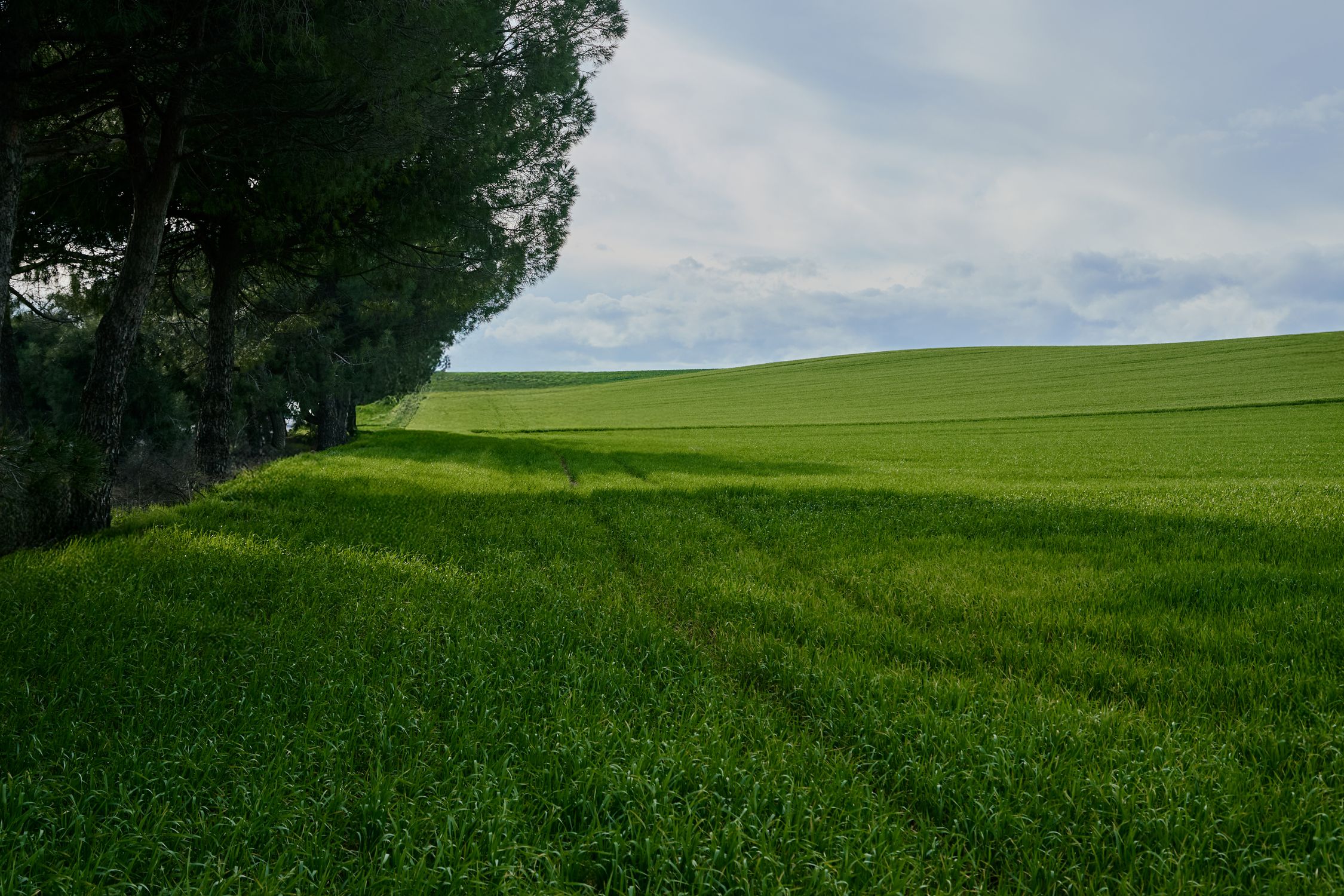 Lush Green Field with Tree Line Under Cloudy Sky · Free Stock Photo