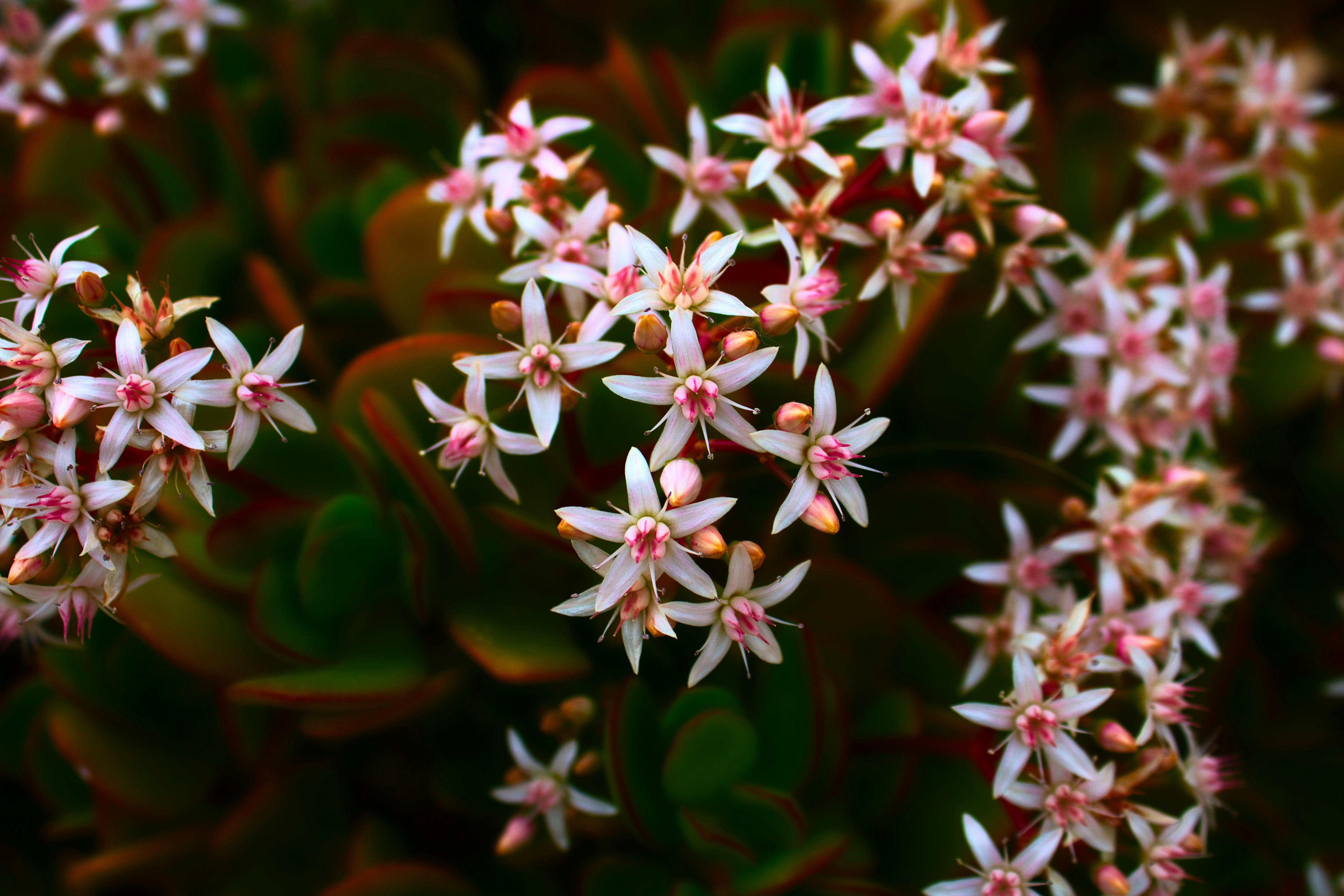 雞蛋花綻放表面寧靜，實際上卻是新住民適應生活的挑戰