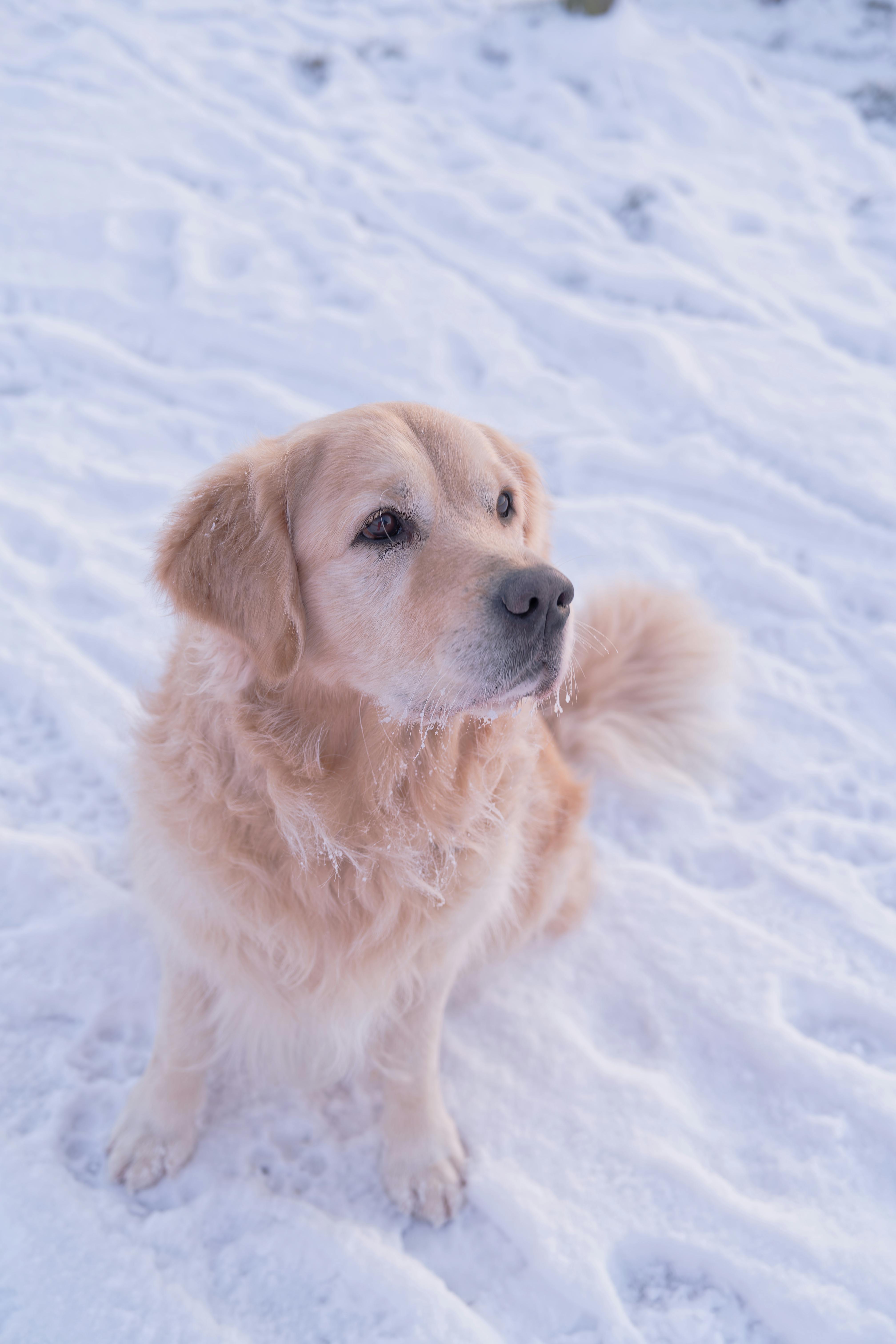 Adorable golden retriever sitting on a snowy landscape during a cold winter day.