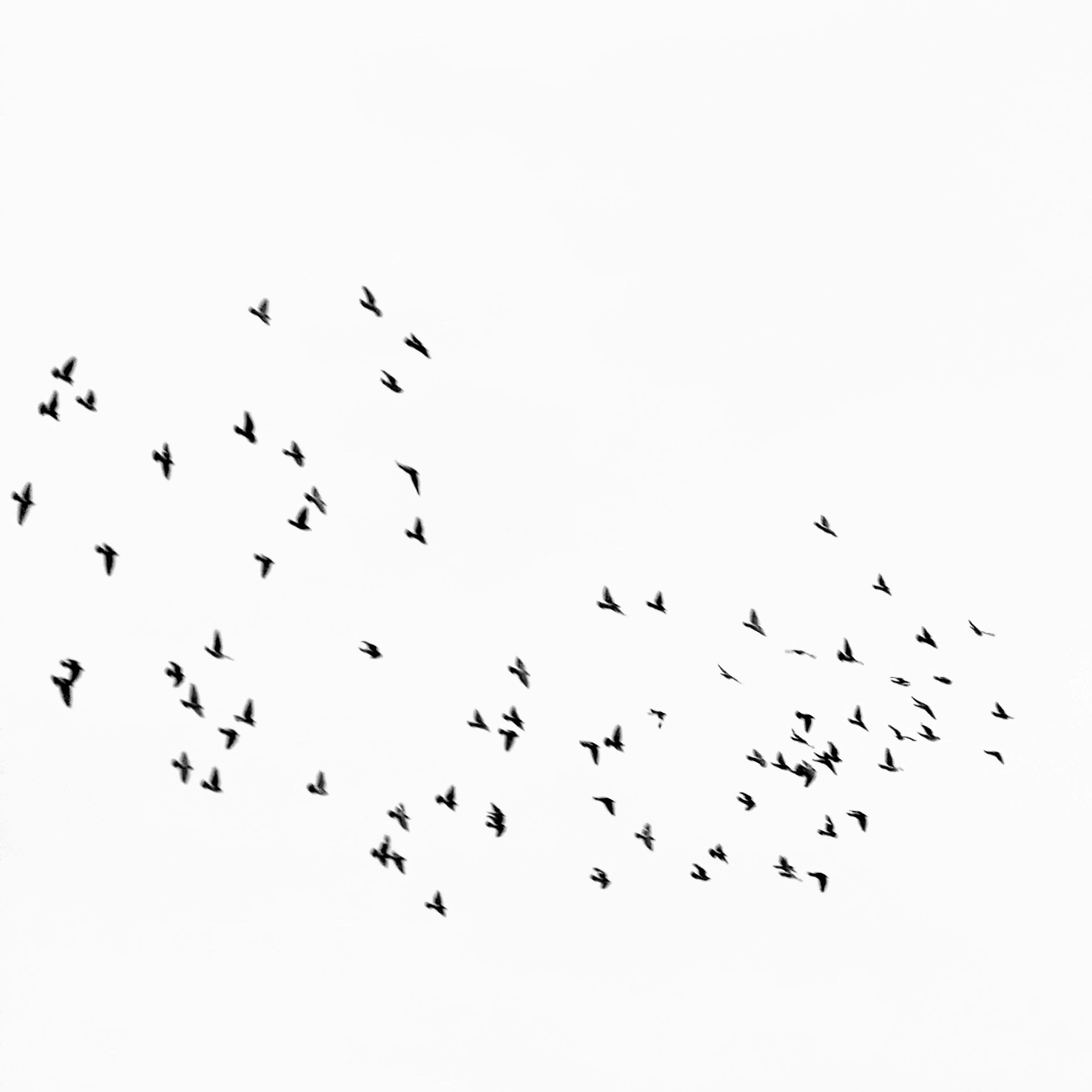 Free A minimalist black and white image of a flock of birds flying against a clear sky, creating a serene atmosphere. Stock Photo