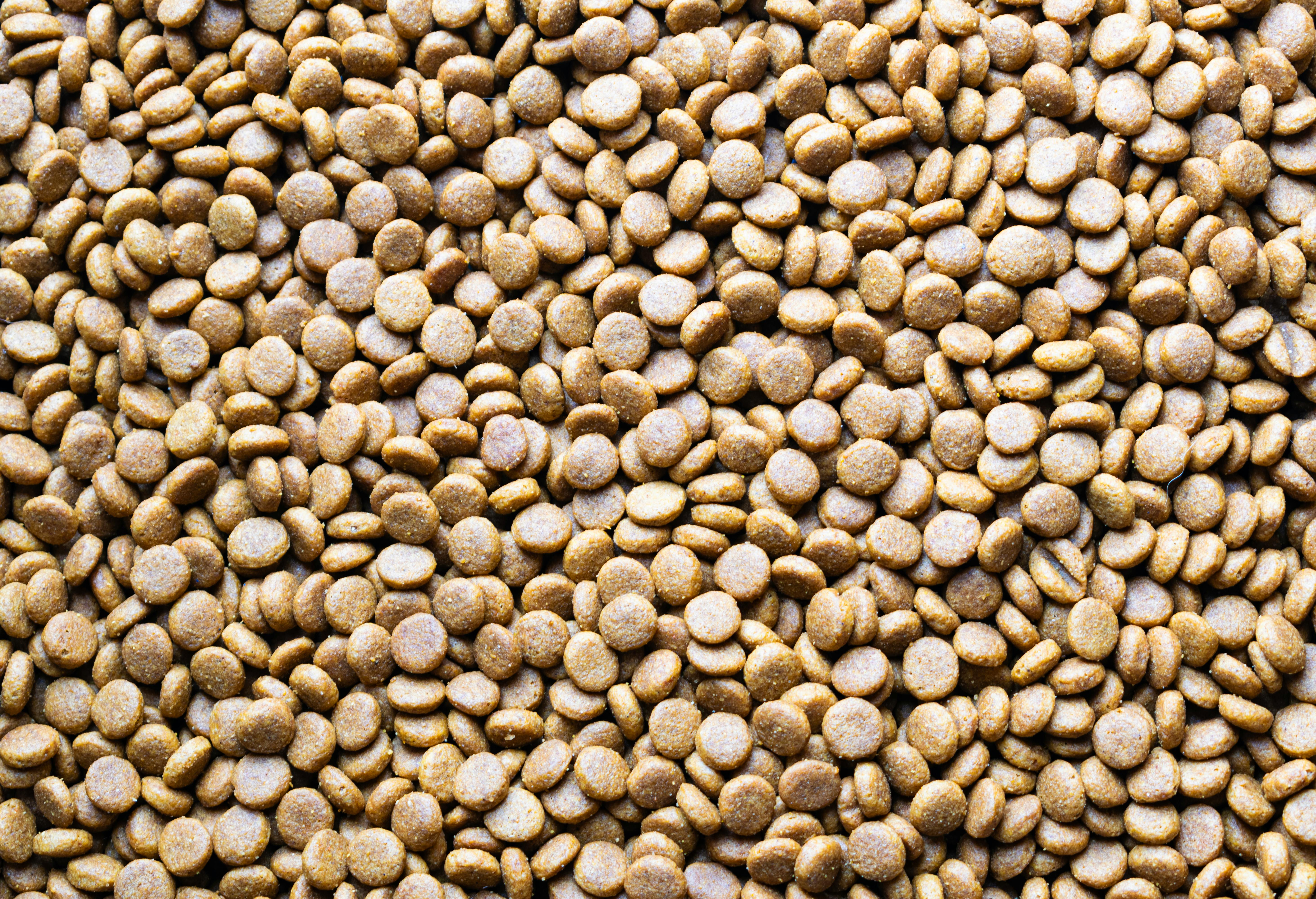 reptile food pellets