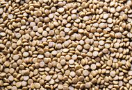 A detailed macro shot of scattered dog food pellets, perfect for pet care themes.