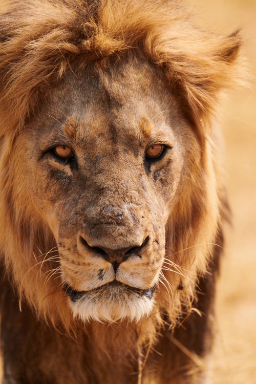 Free Stunning close-up of a male lion showcasing its regal mane in the African wilderness. Stock Photo
