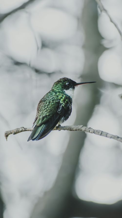 Free Close-up of a colorful hummingbird on a bare branch with blurred background. Stock Photo