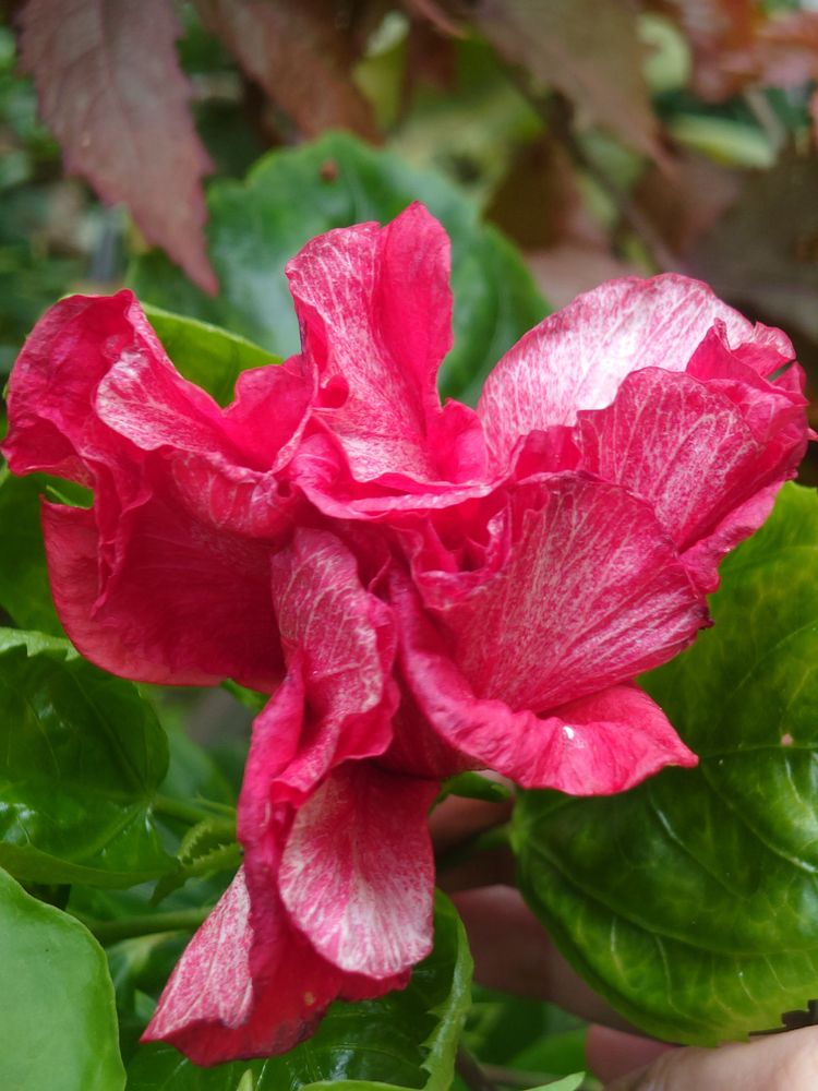 Gulab Ka Phool Photos, Download The BEST Free Gulab Ka Phool Stock ...
