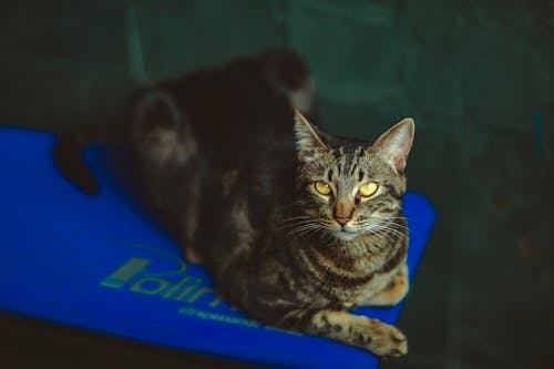 Free Photo Of Tabby Cat Laying On Blue Textile Stock Photo