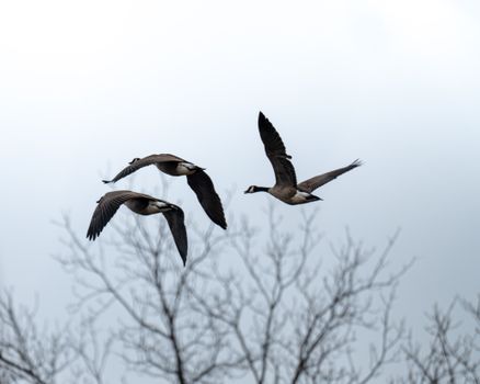 Three Canadian geese flying over bare trees on a muted winter day.
