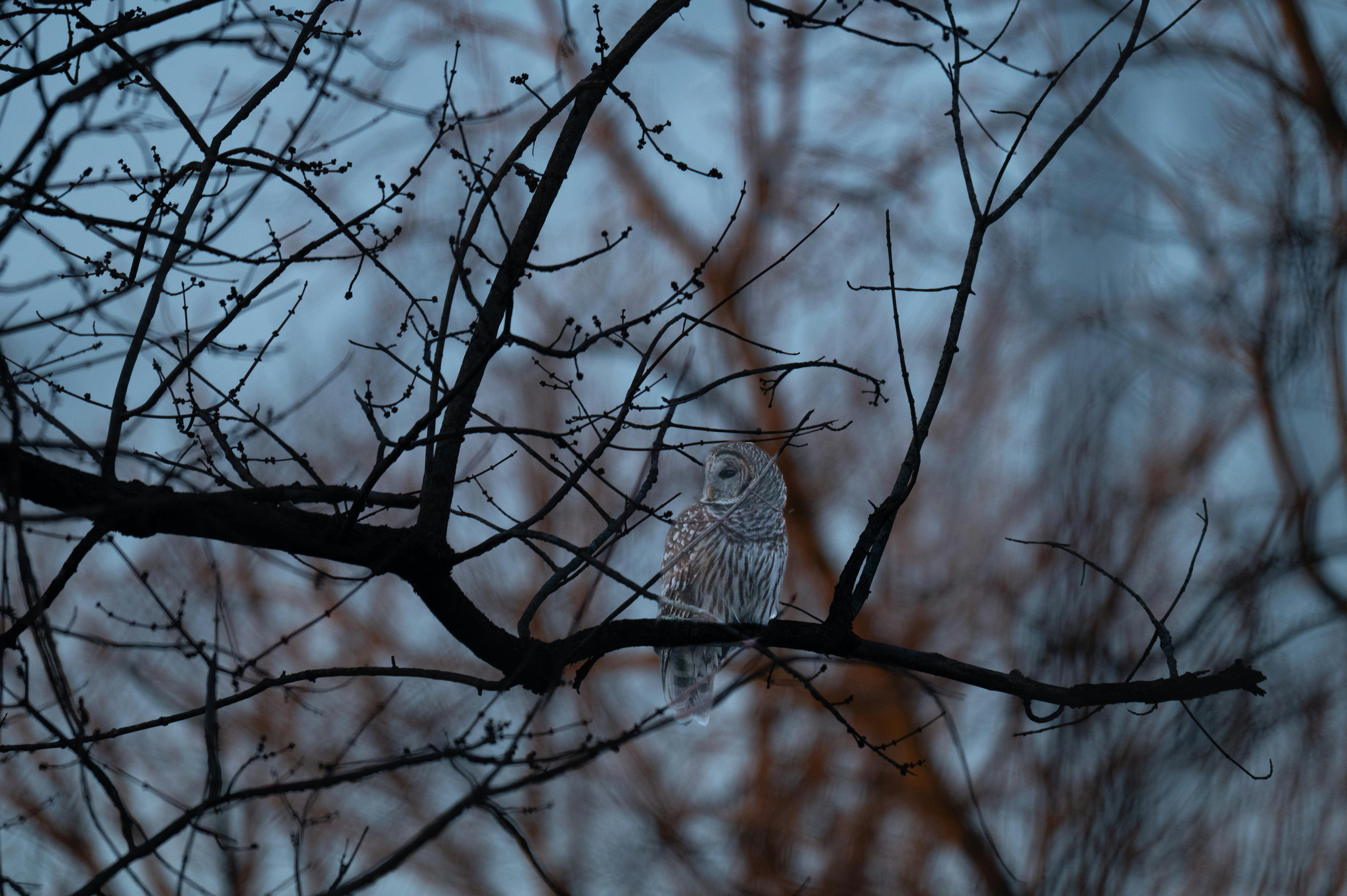 Ilmainen Viirupöllö lepää talvella puun oksalla rauhallisella taustalla hämärässä. Kuvapankkikuva