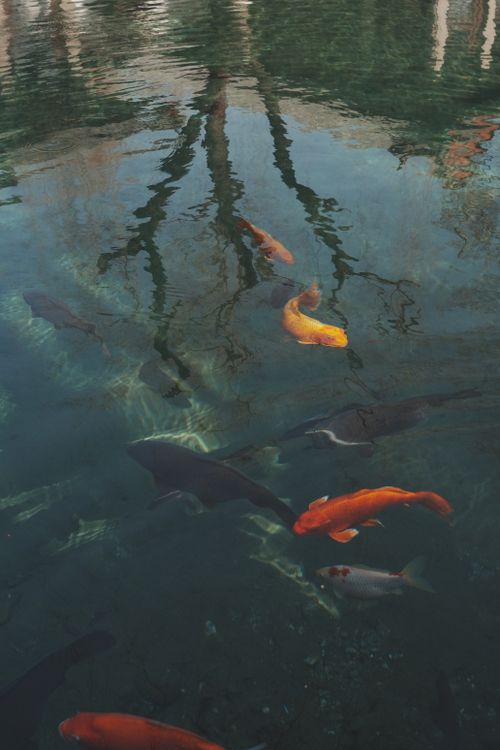 Free A serene pond with colorful koi fish swimming gracefully under reflected trees. Stock Photo