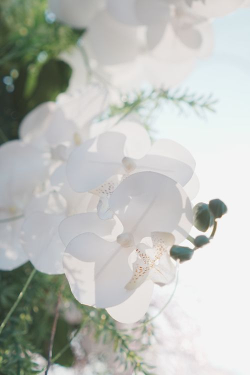 Free Close-up of white orchid flowers in soft sunlight creating a serene feel. Perfect for decor. Stock Photo