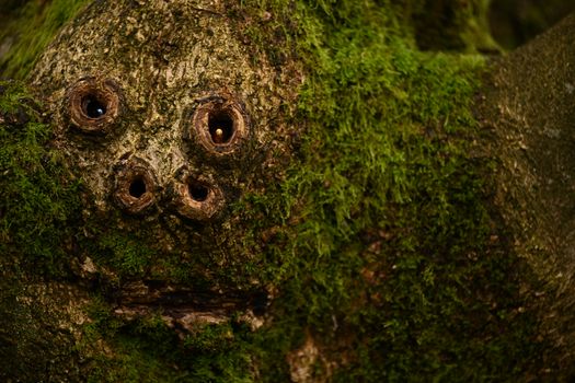 Close-up of moss-covered tree bark with holes resembling eyes and a mouth.
