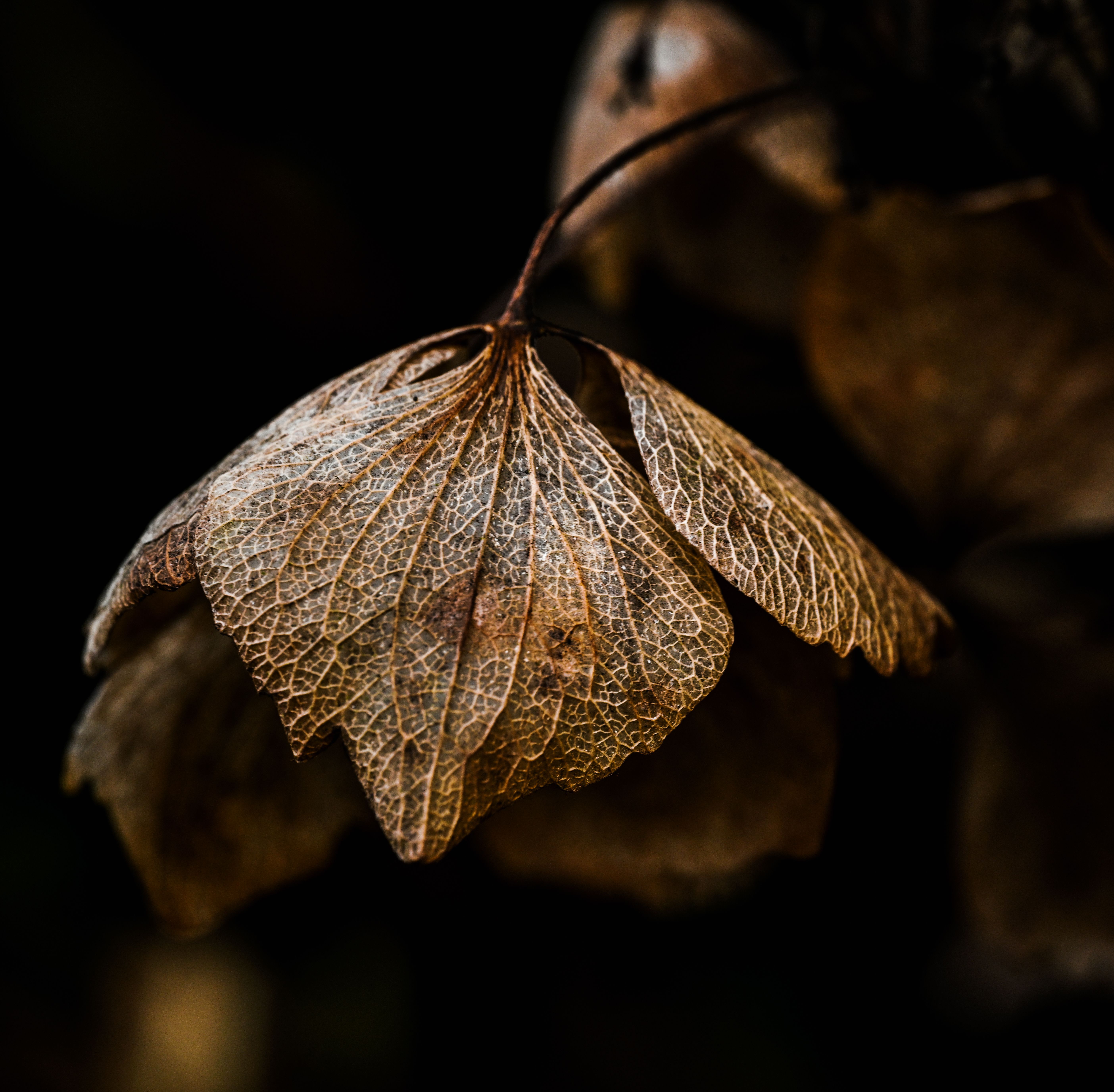 Detailed Close-up of a Dry Decaying Leaf · Free Stock Photo