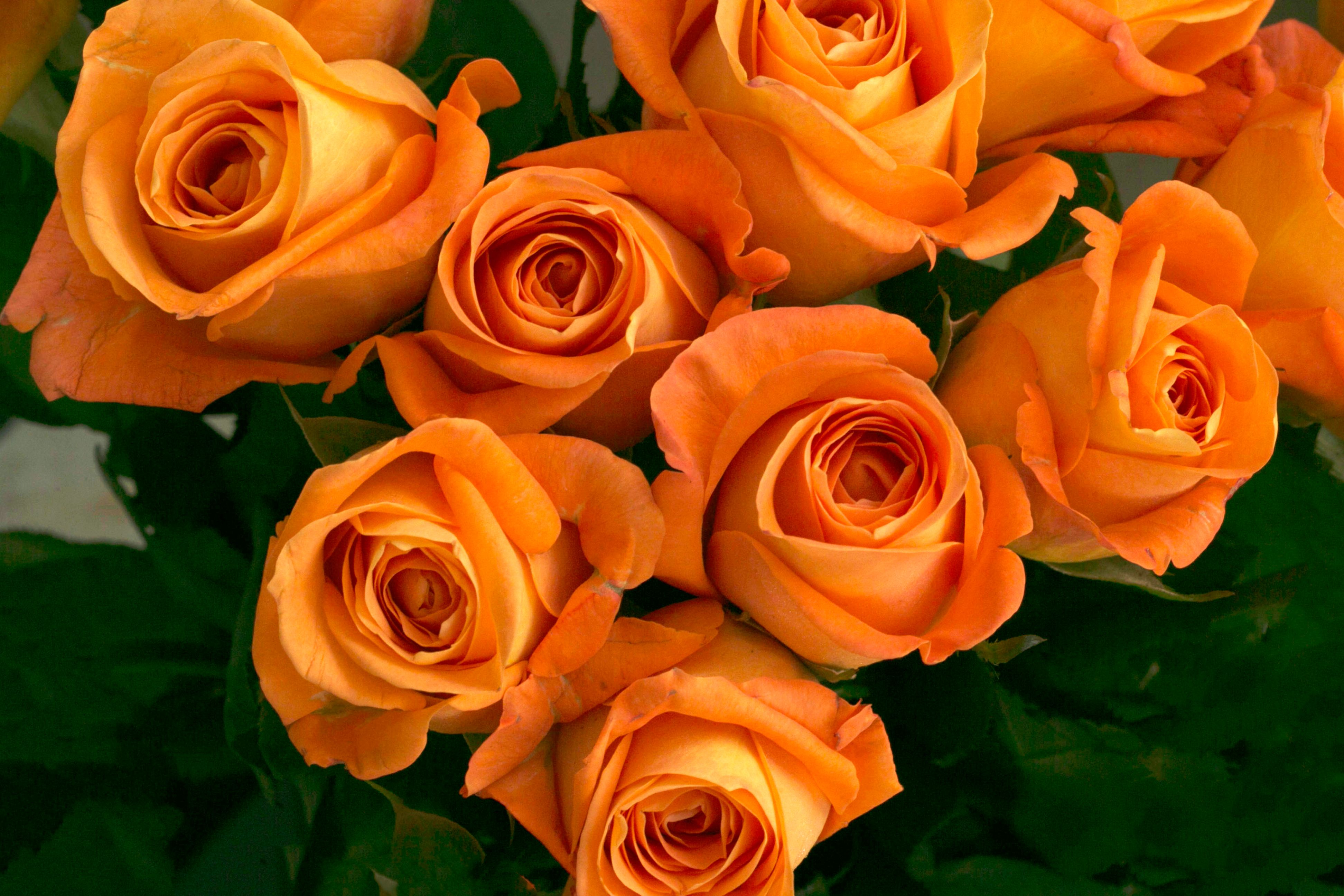 Vibrant bouquet of fresh orange roses · Free Stock Photo