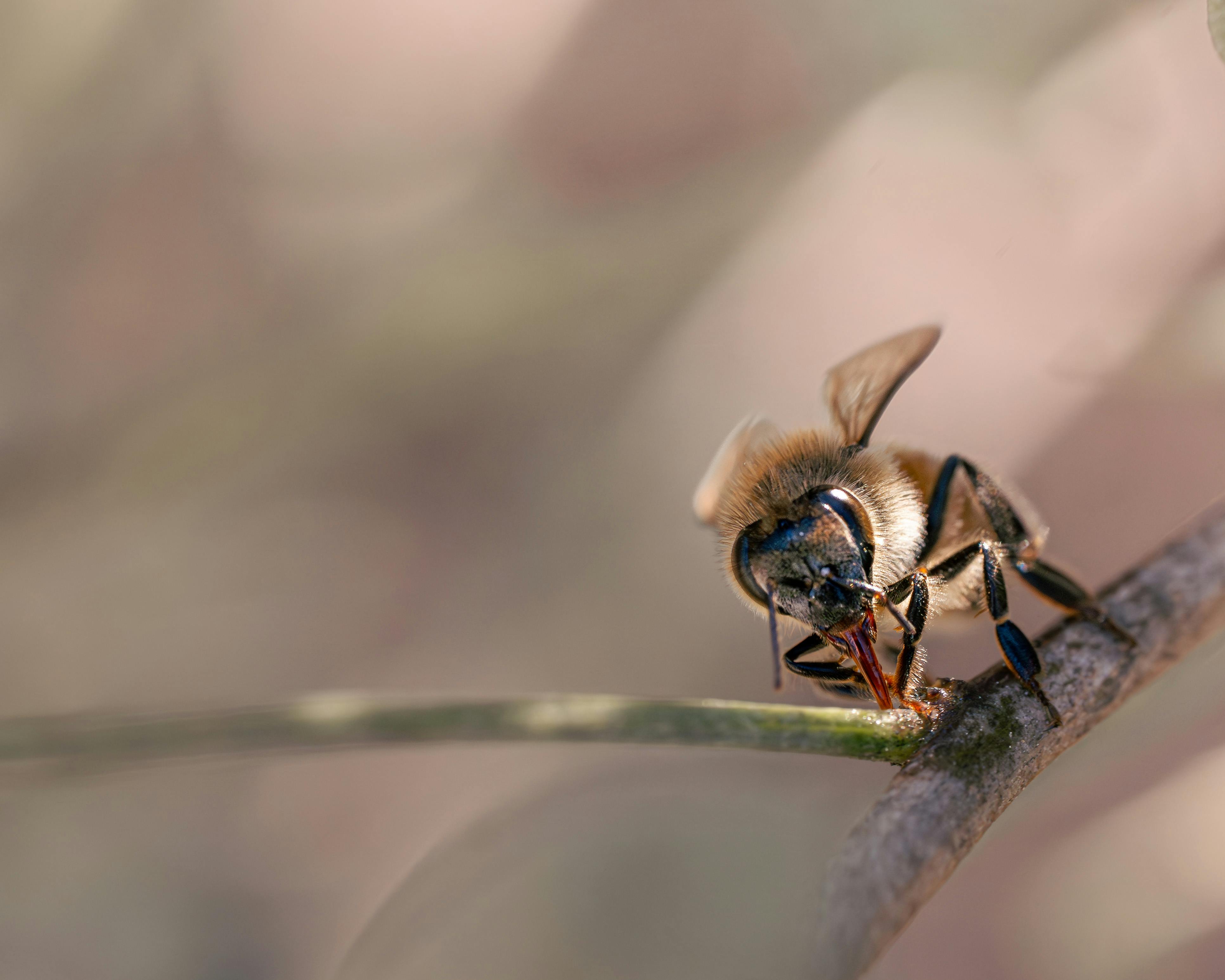 Detailed macro image of a honey bee pollinating on a branch, showcasing vibrant colors and intricate details.