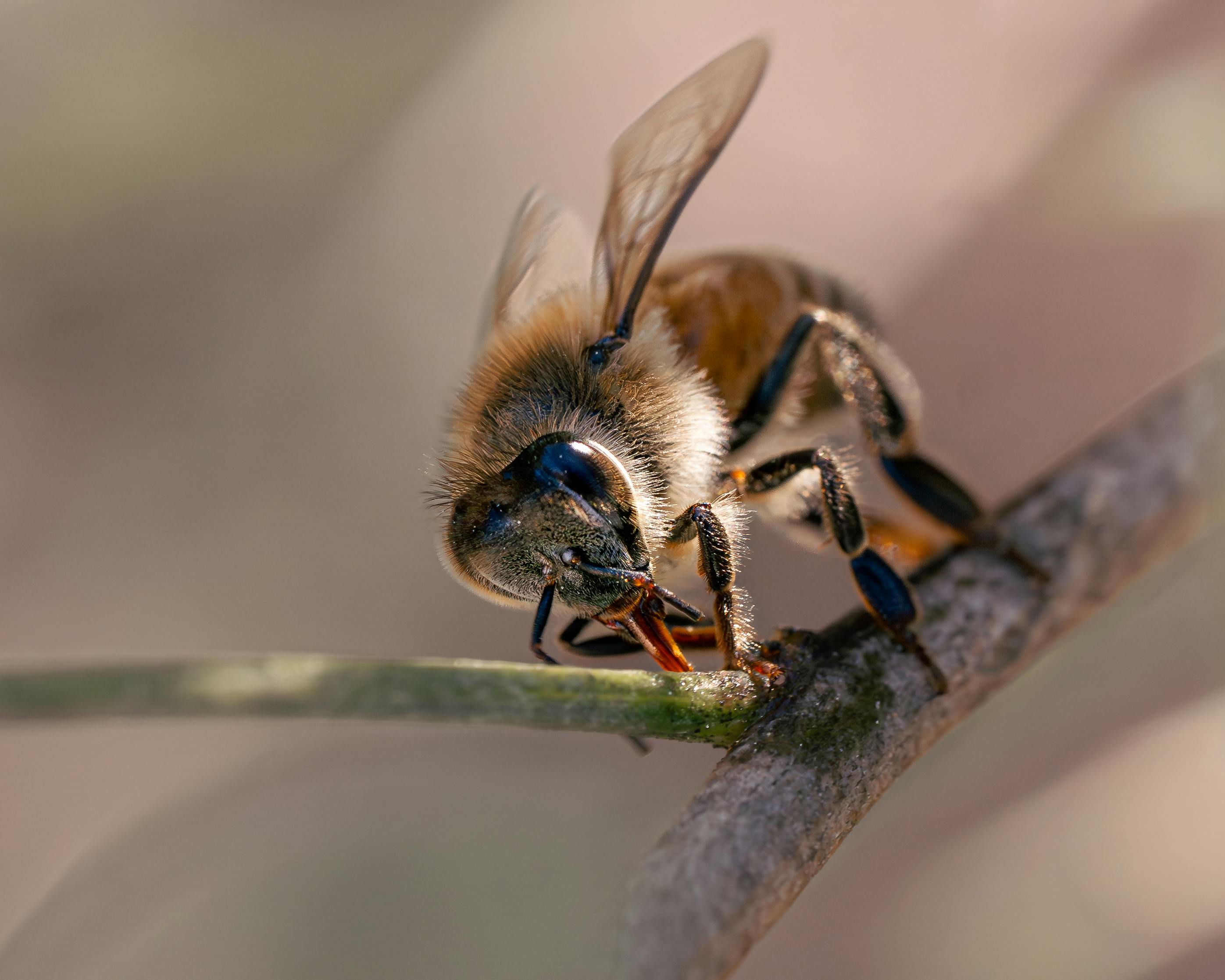 Detailed macro shot of a honeybee collecting nutrients from a branch.