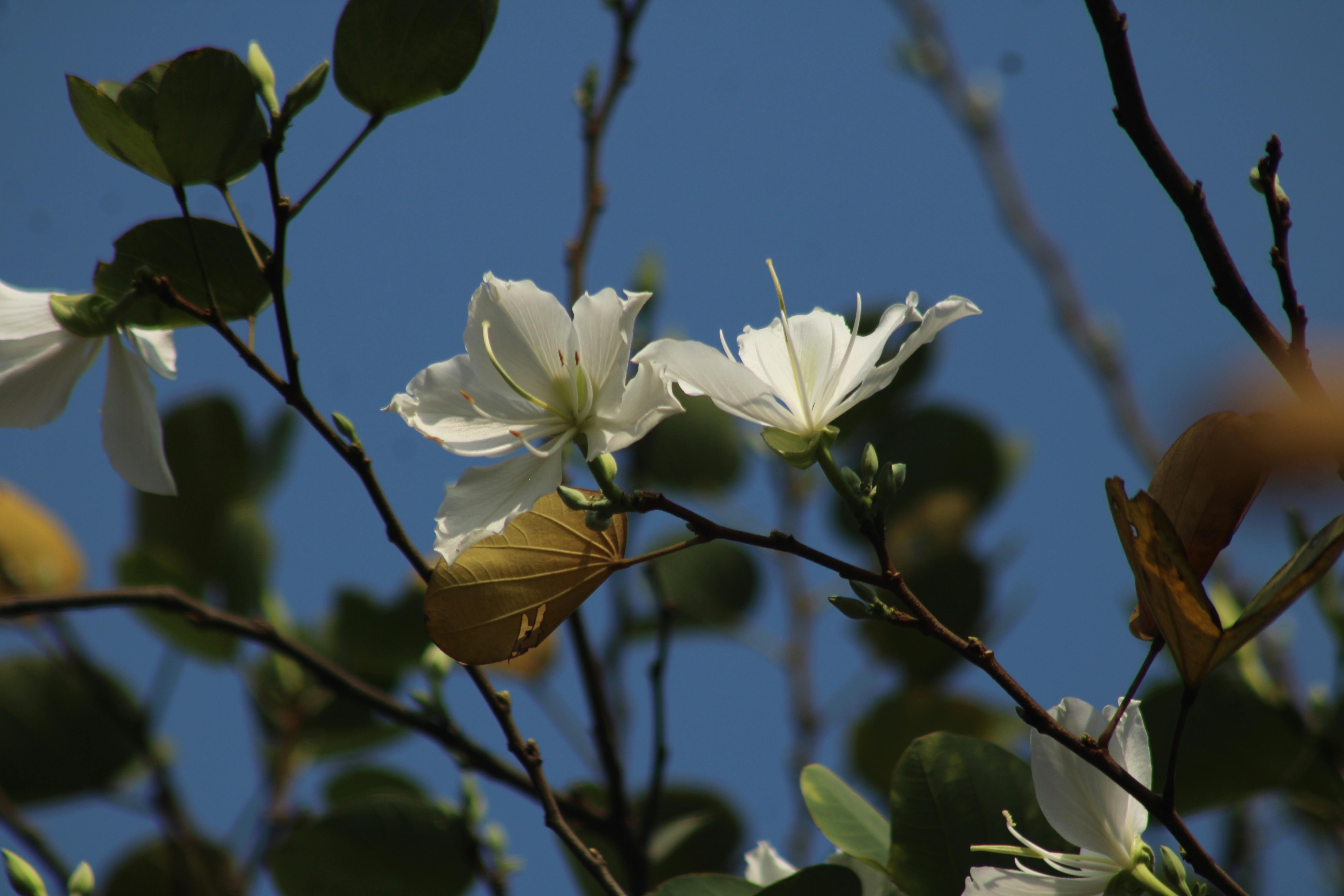 bezplatná Detailní záběr bílých květů proti jasné modré obloze, zdůrazňující jarní krásu. Základová fotografie