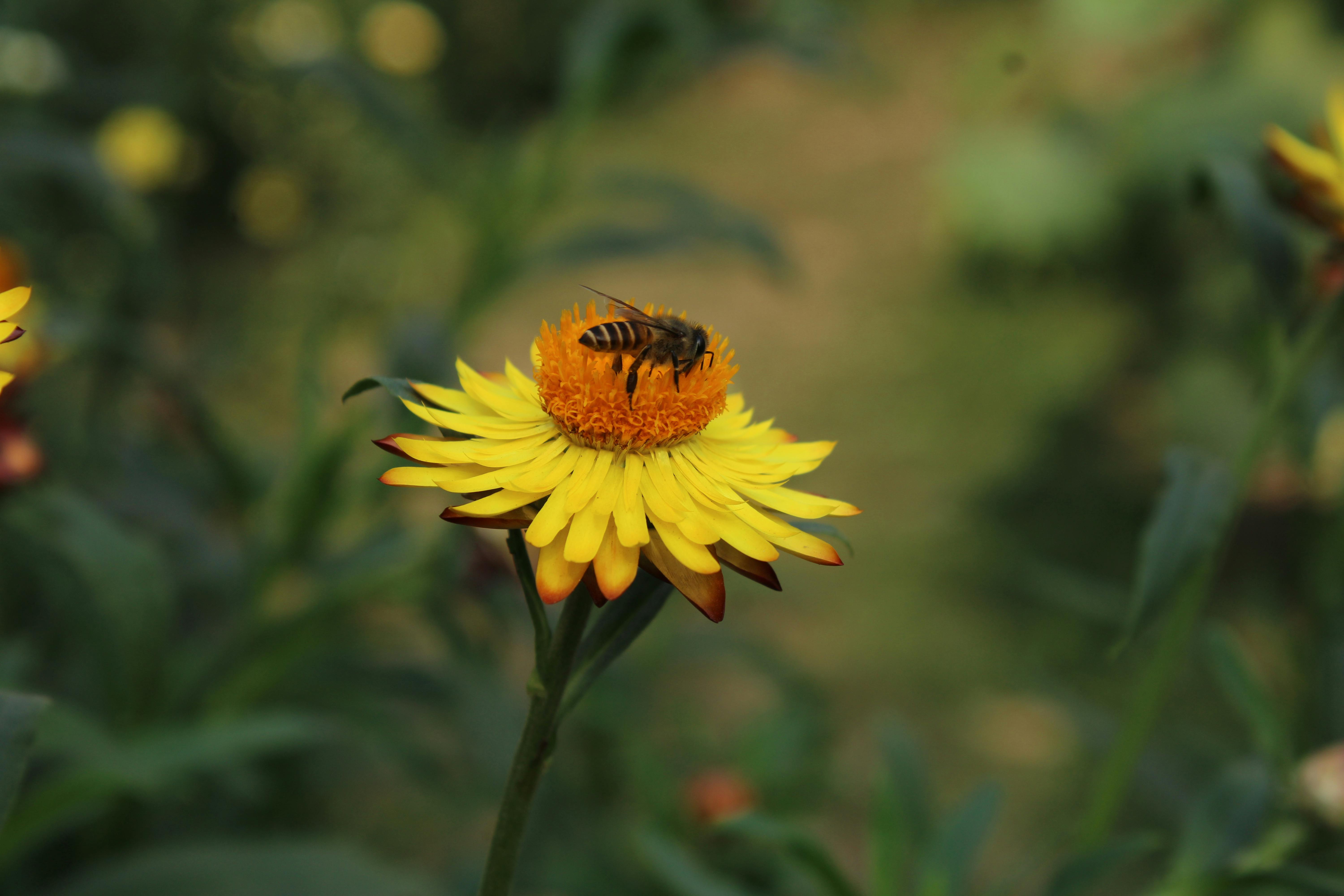 Ark Valley Civics Bee Competition to Send Three Local Students to State — Photo by Jahra Tasfia Reza on Pexels